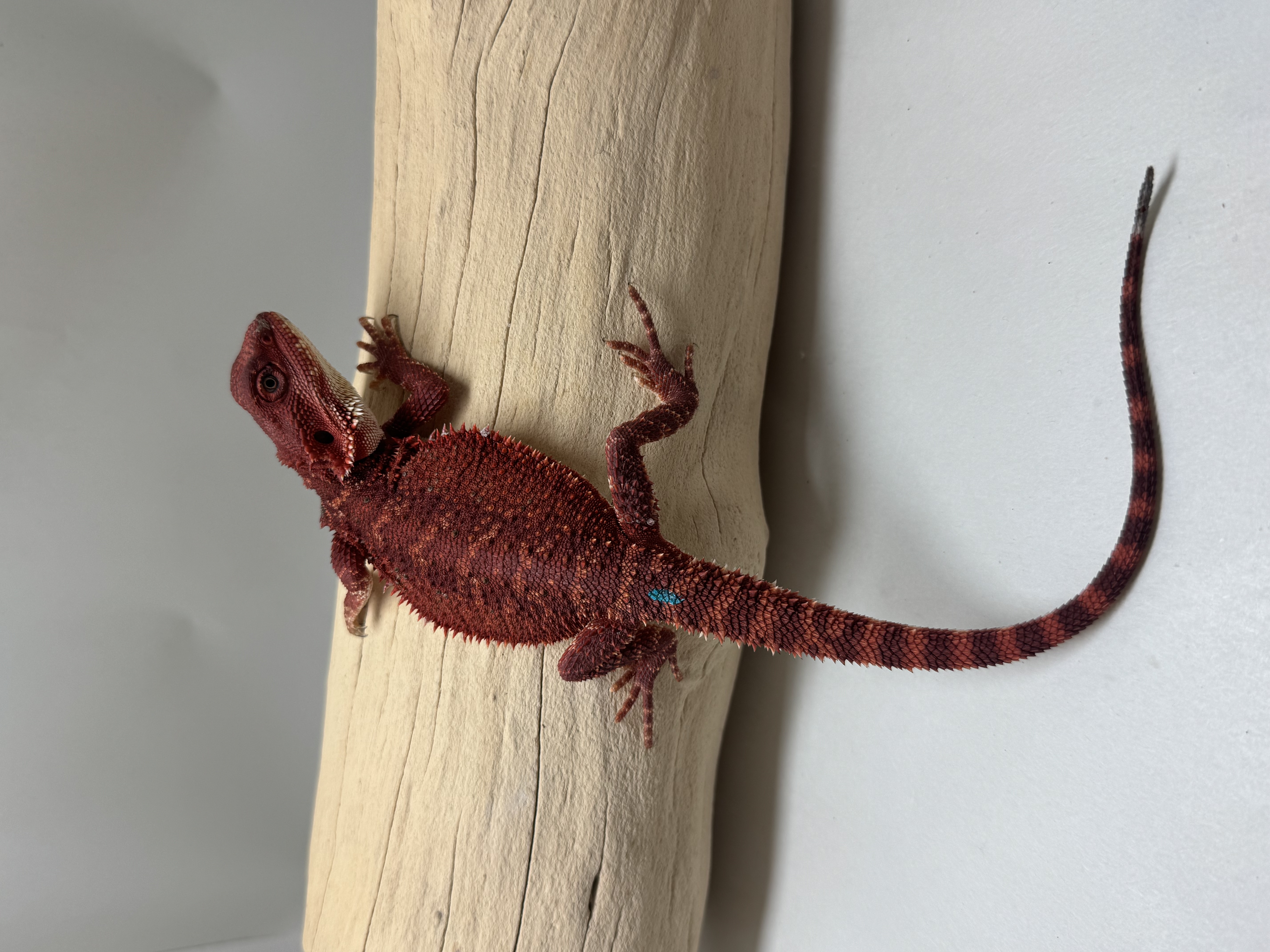 STUNNER 100% RED MONSTER DH
