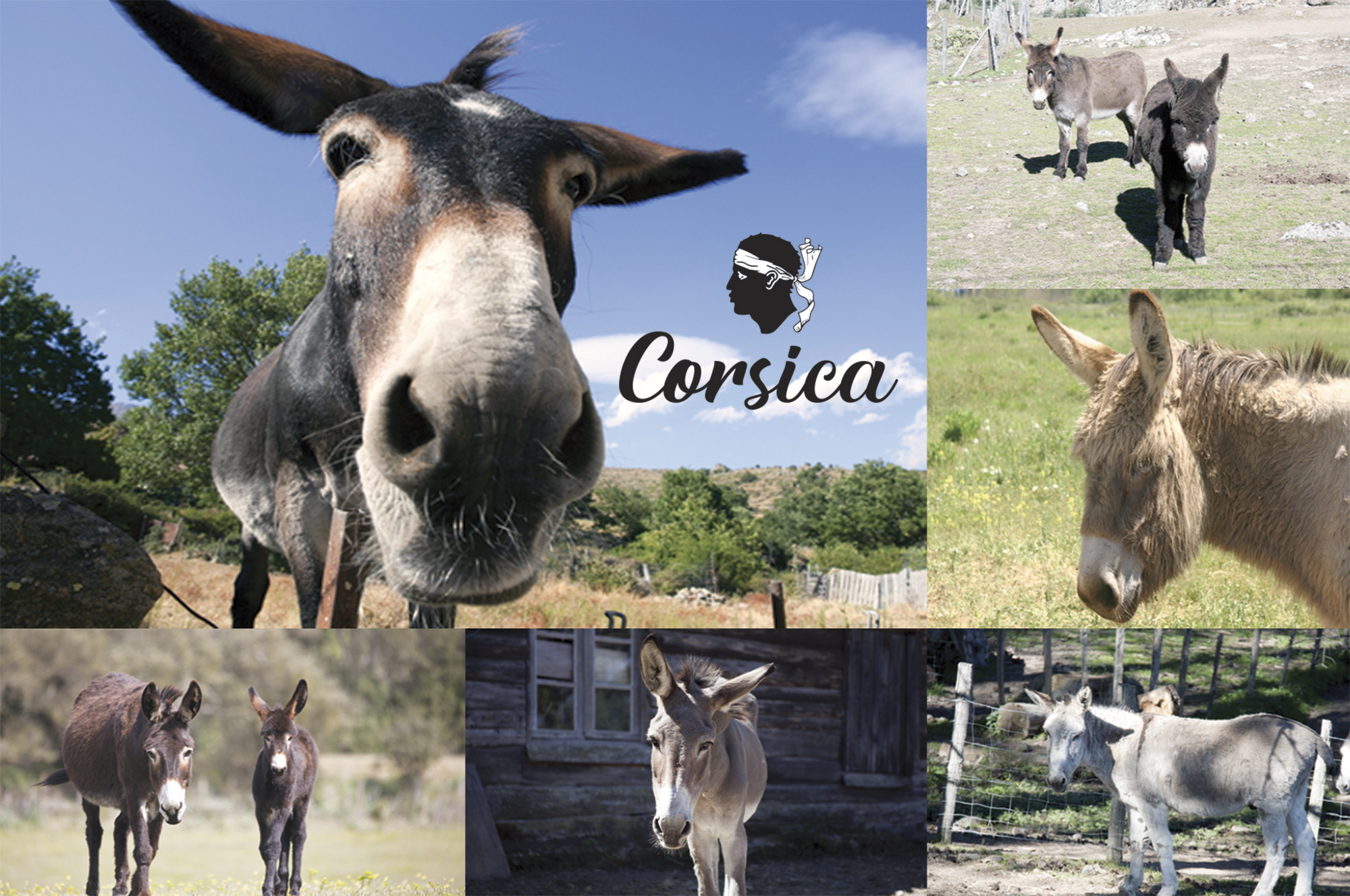 Ane corse et ses amis