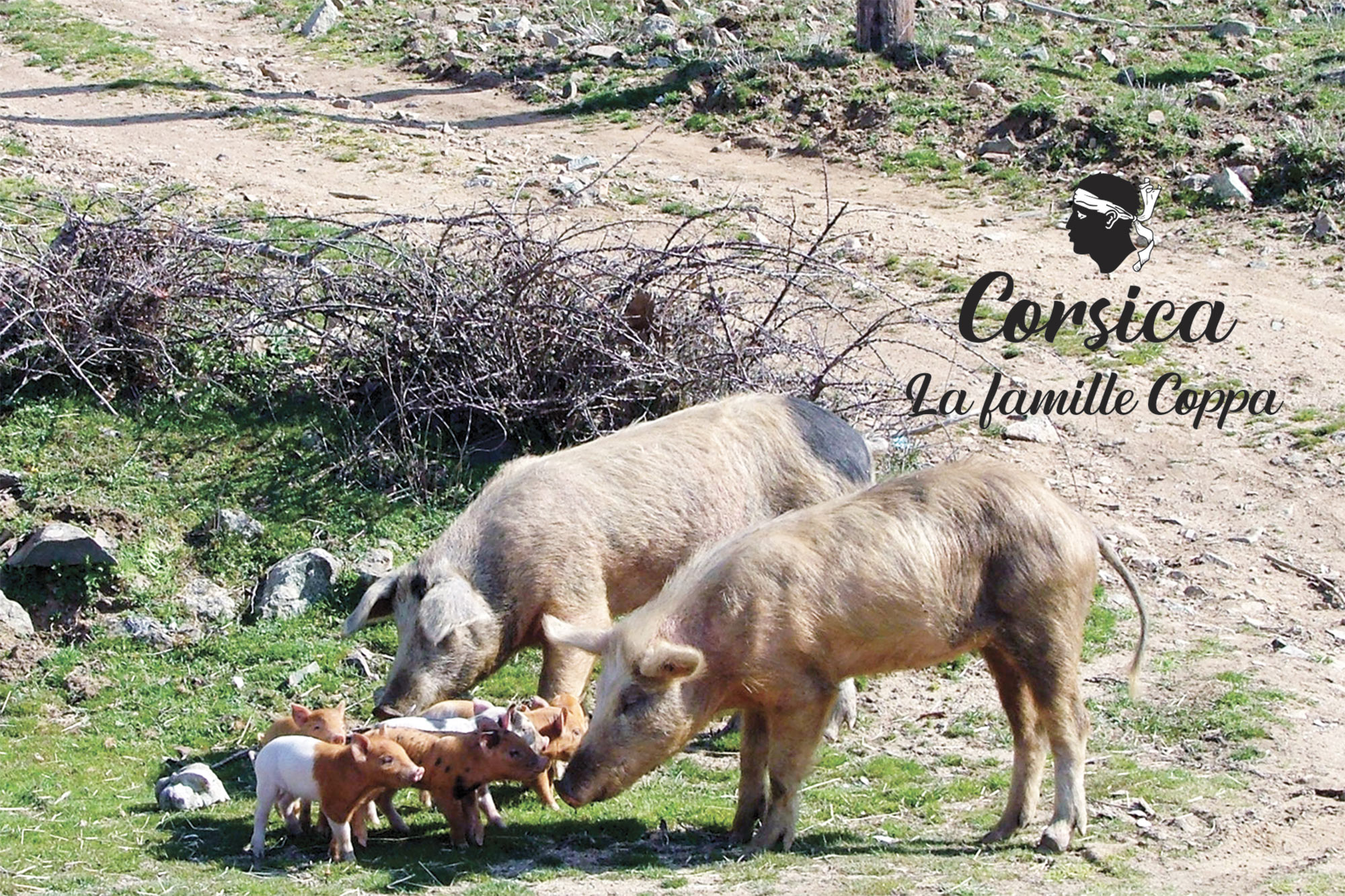 Famille Coppa
