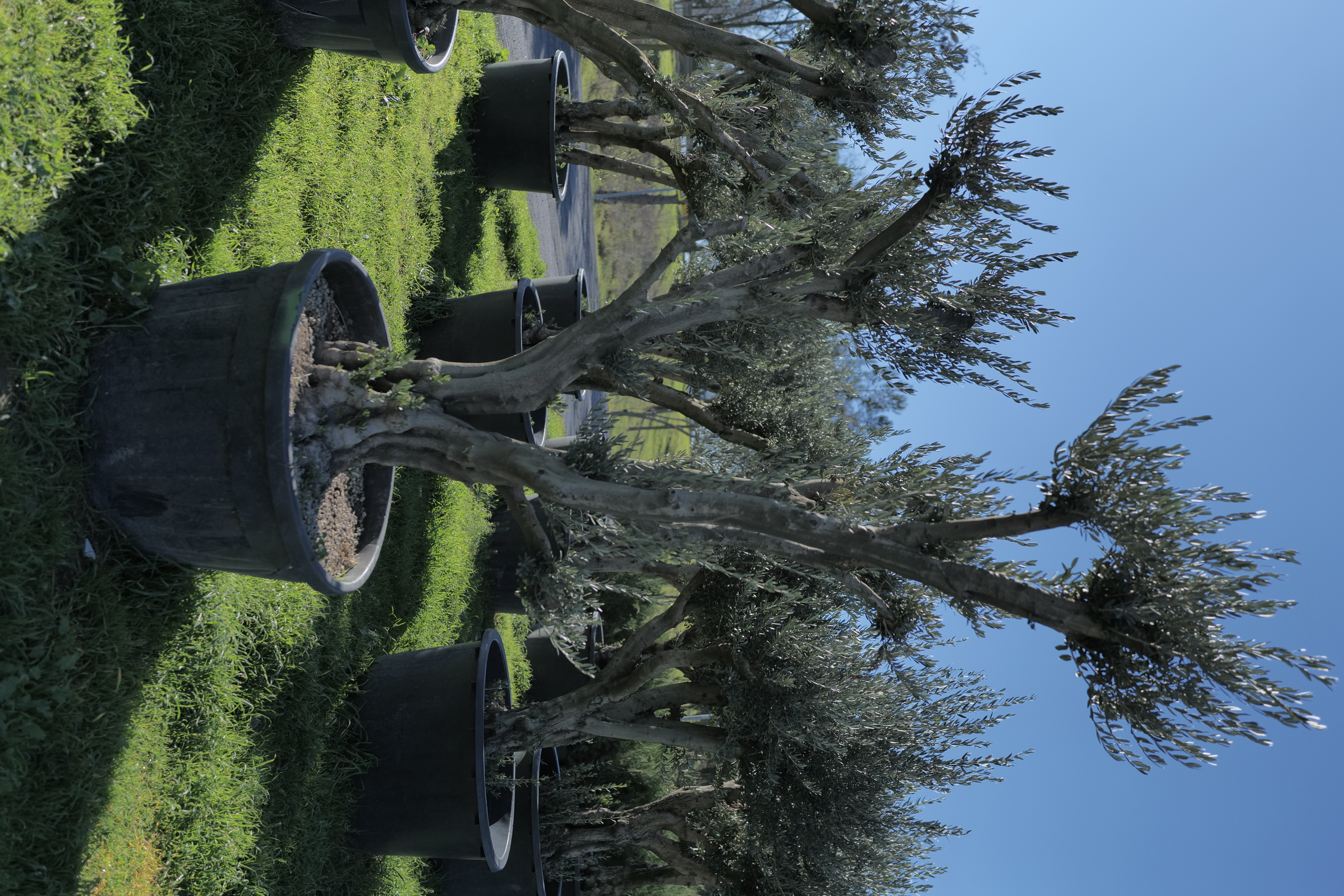 Mature Olive Tree in Pot