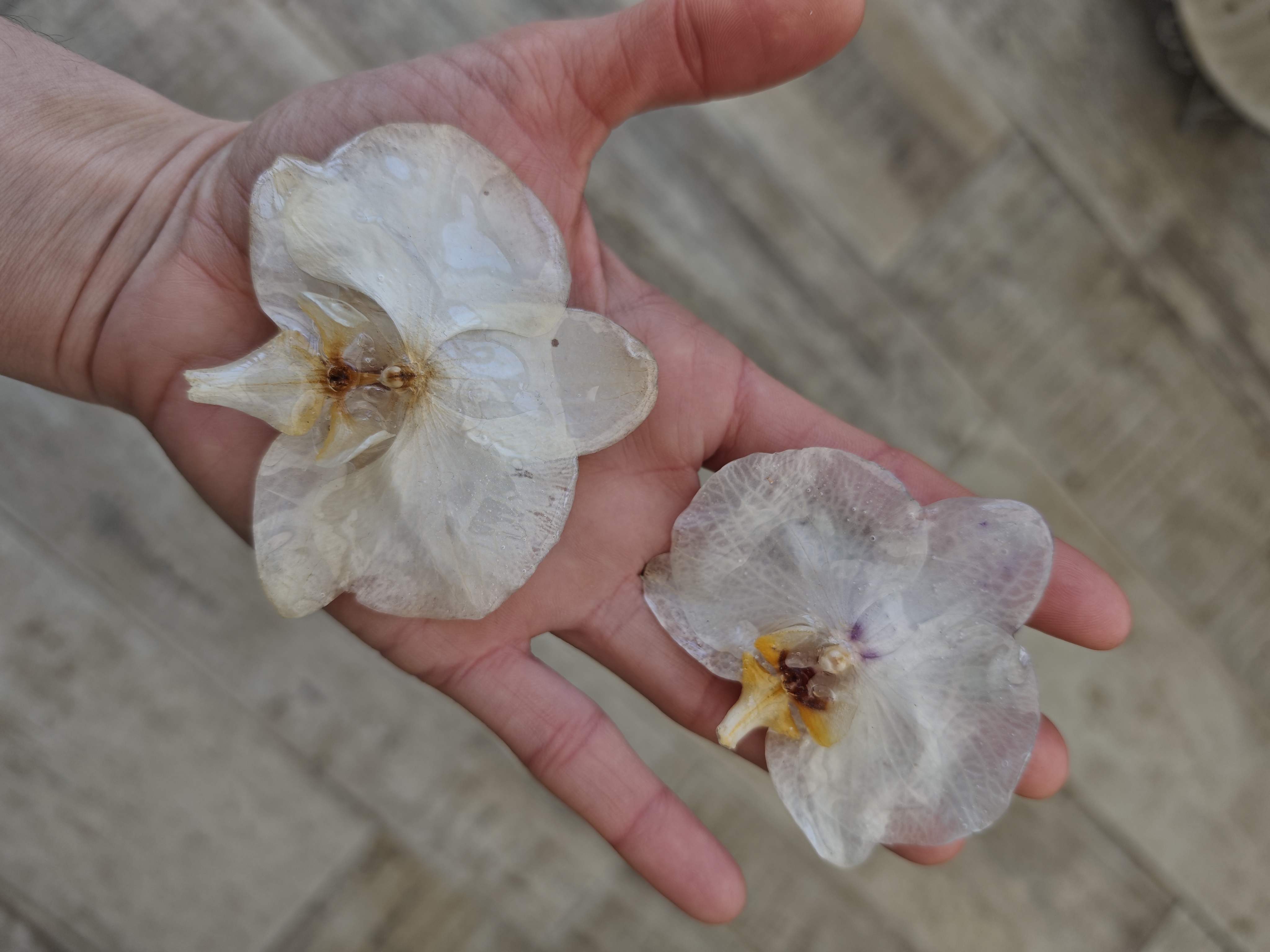 Broches de Orquídea Natural