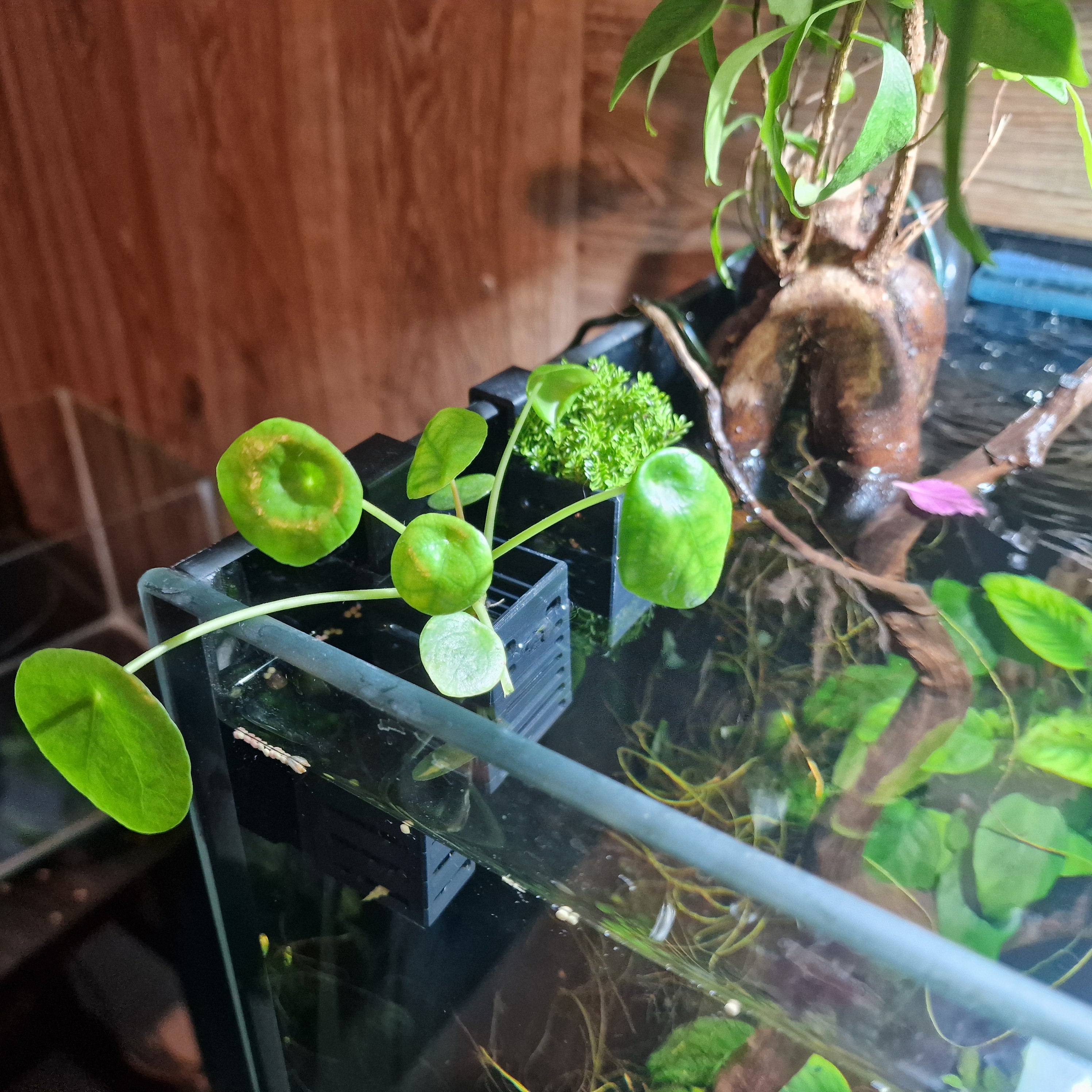 Aquarium Planter Holder Small