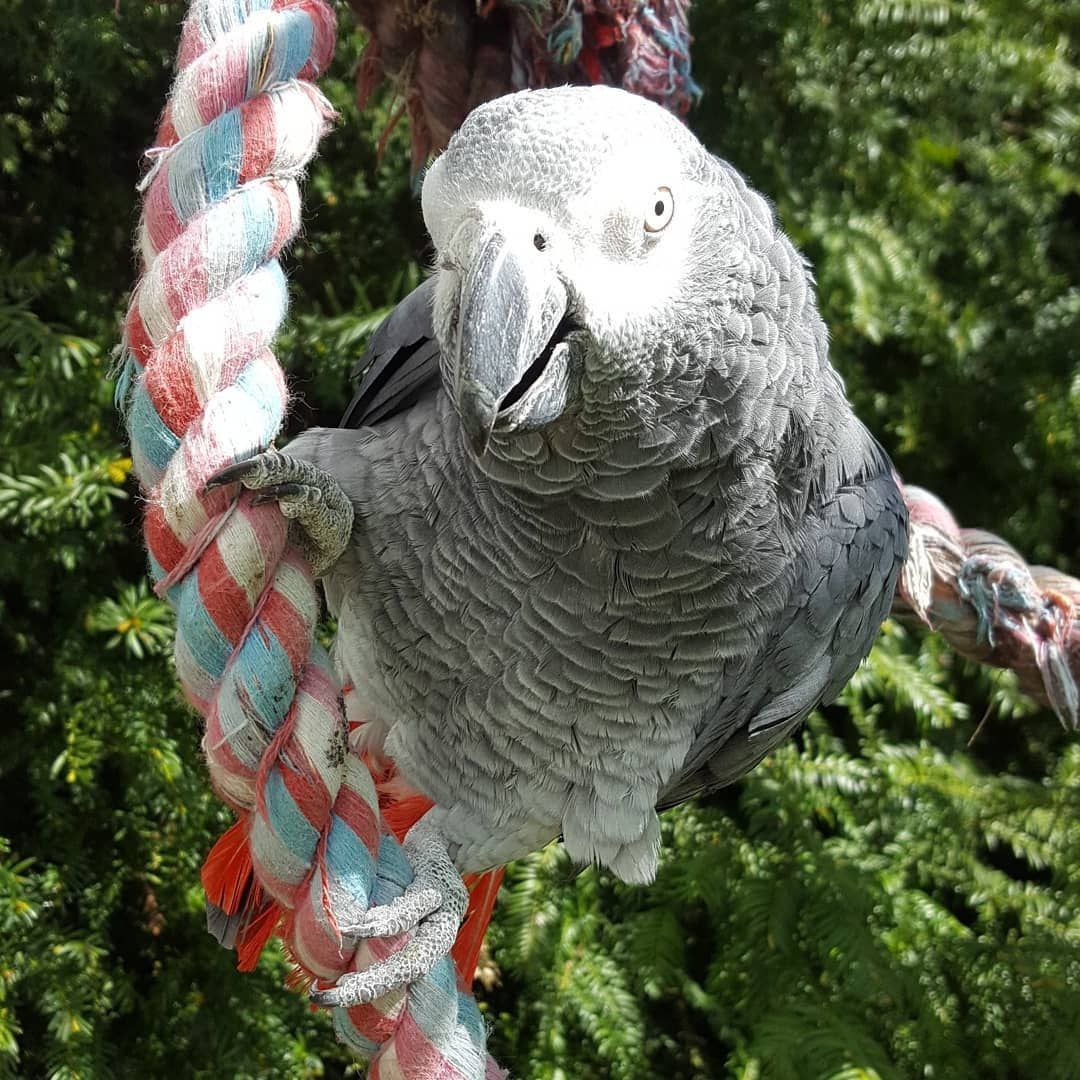 African Grey Parrot