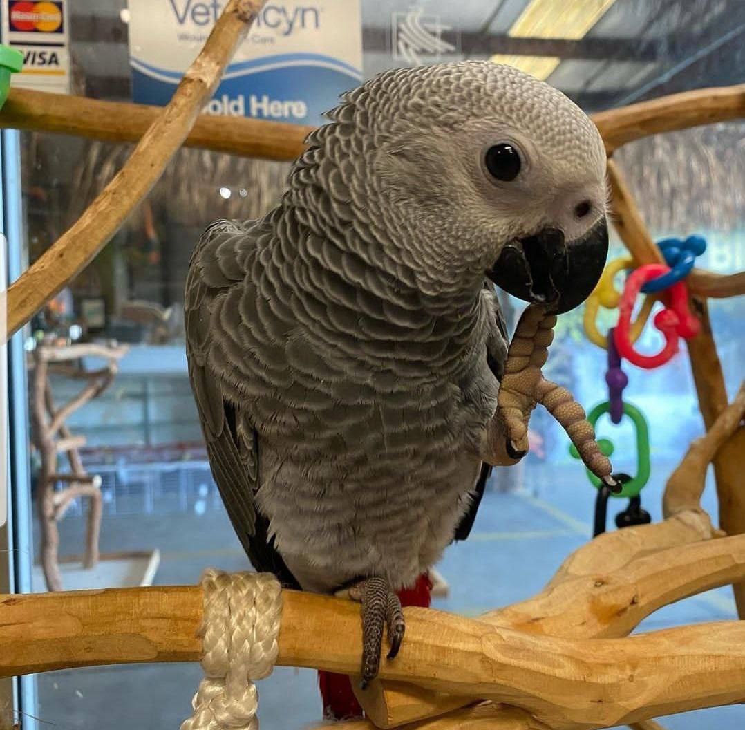 Beautiful African Grey