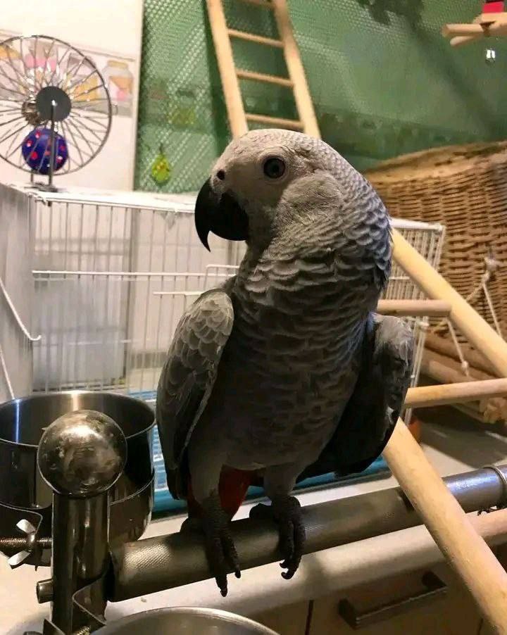 Hand-raised African Grey