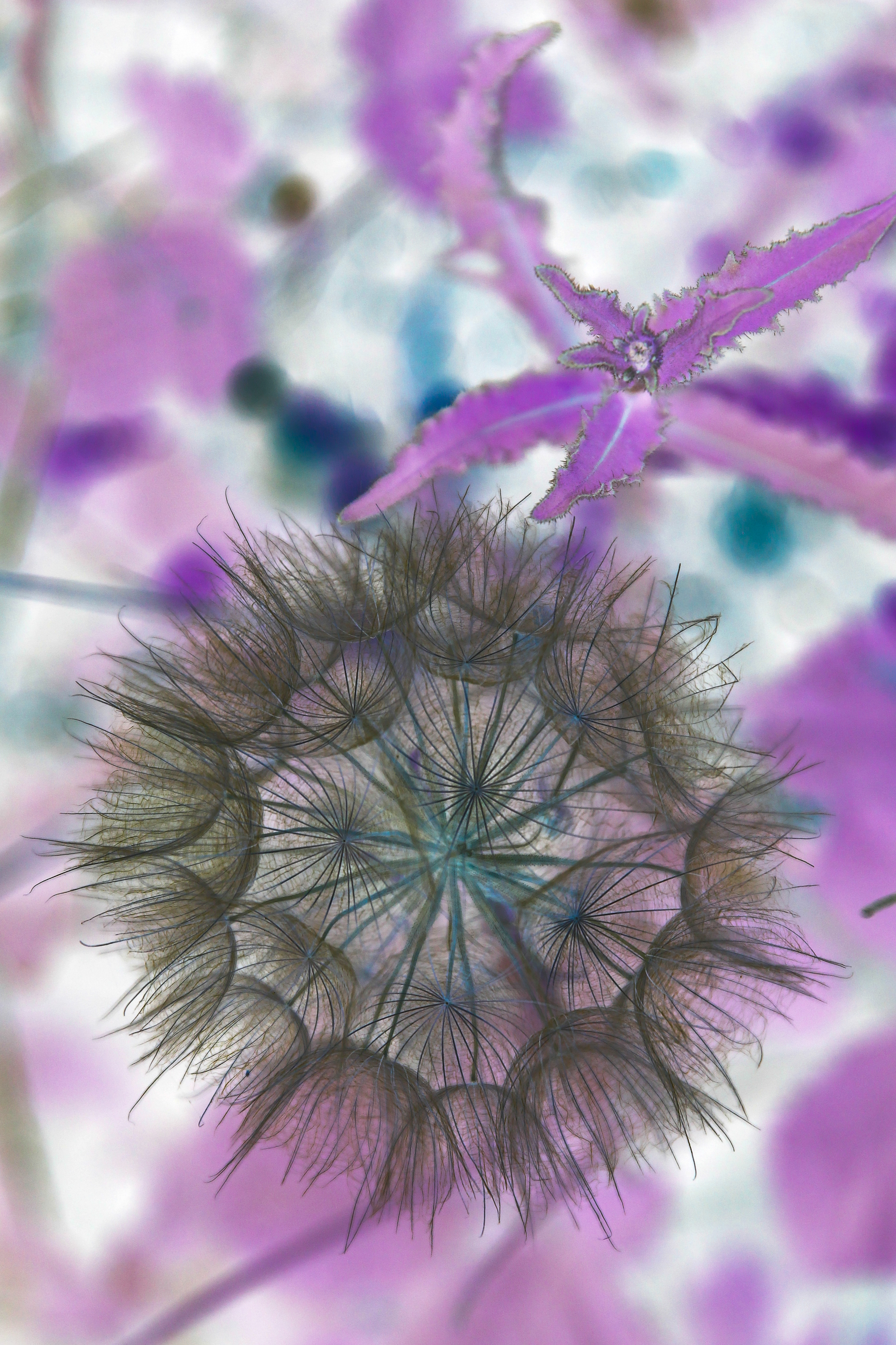 Photo sur toile Botanique Abstraite