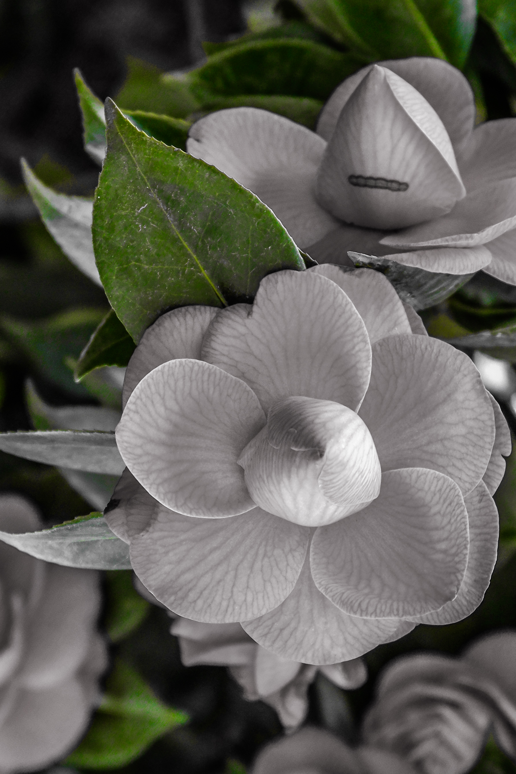 Photo sur toile d'une fleur en noir et blanc avec uniquement les verts de conservés.