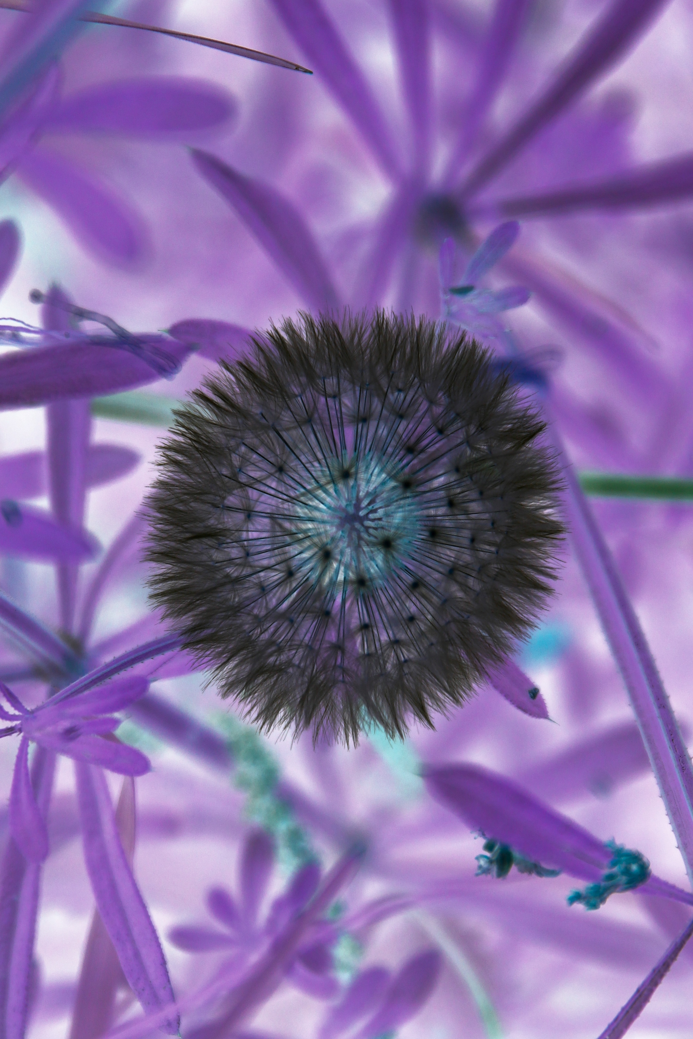 Photo sur toile fleur abstraite