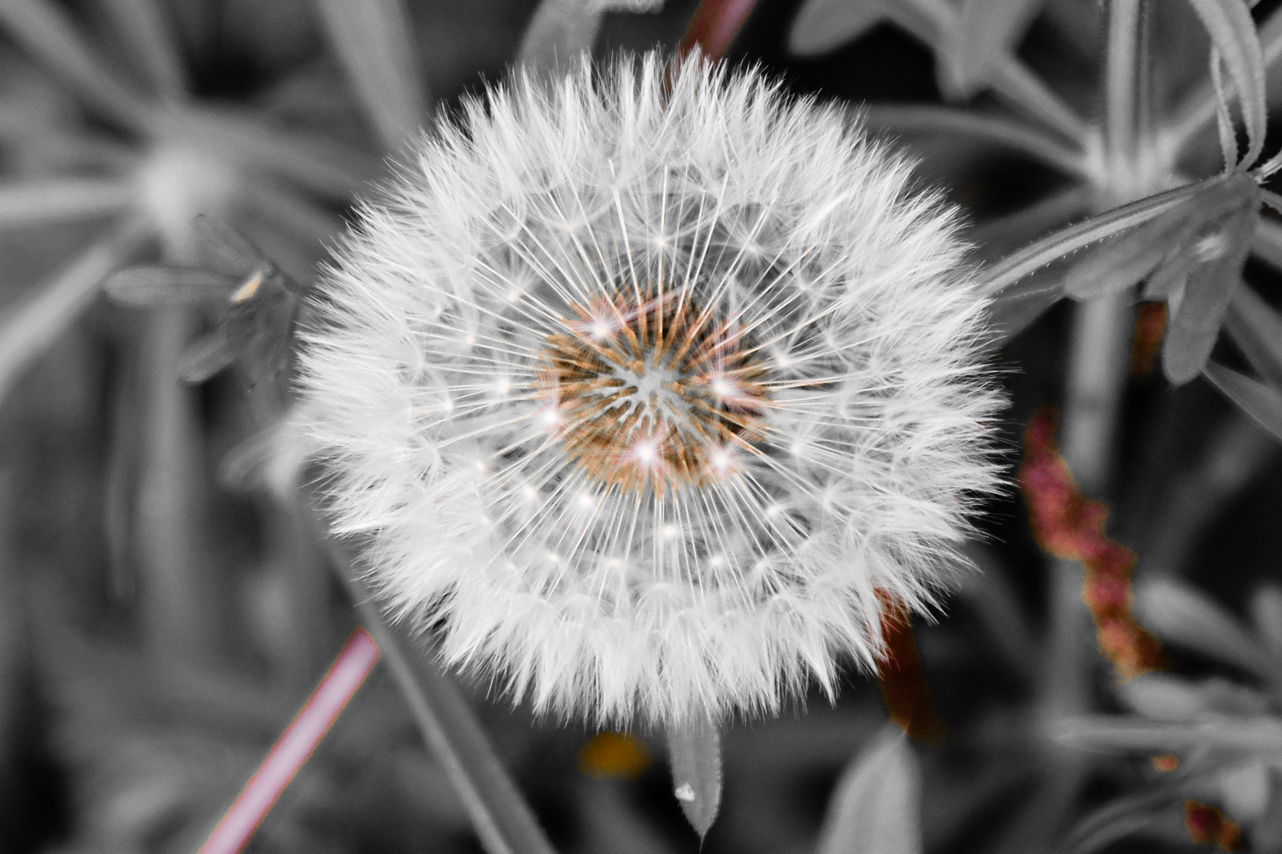 Photo sur toile artistique de pissenlit