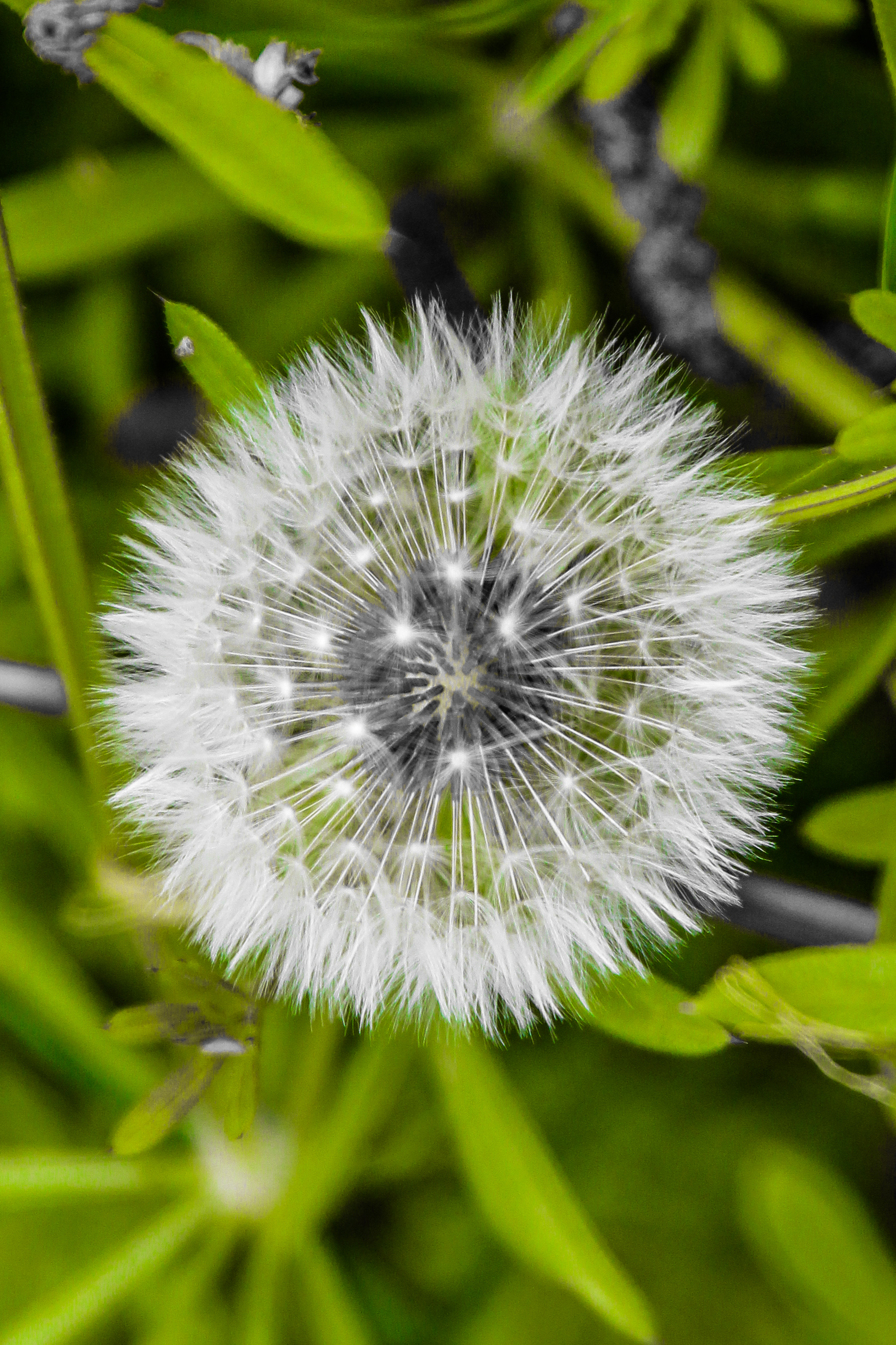 Photo sur toile Pissenlit 