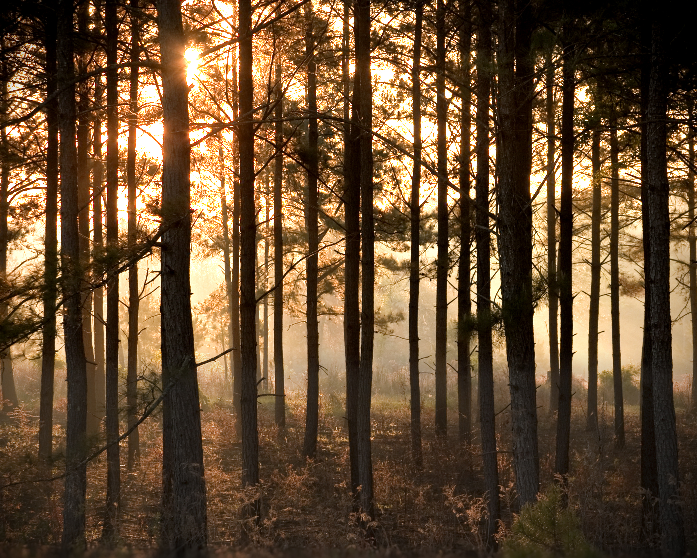 Forest Landscape Art Print