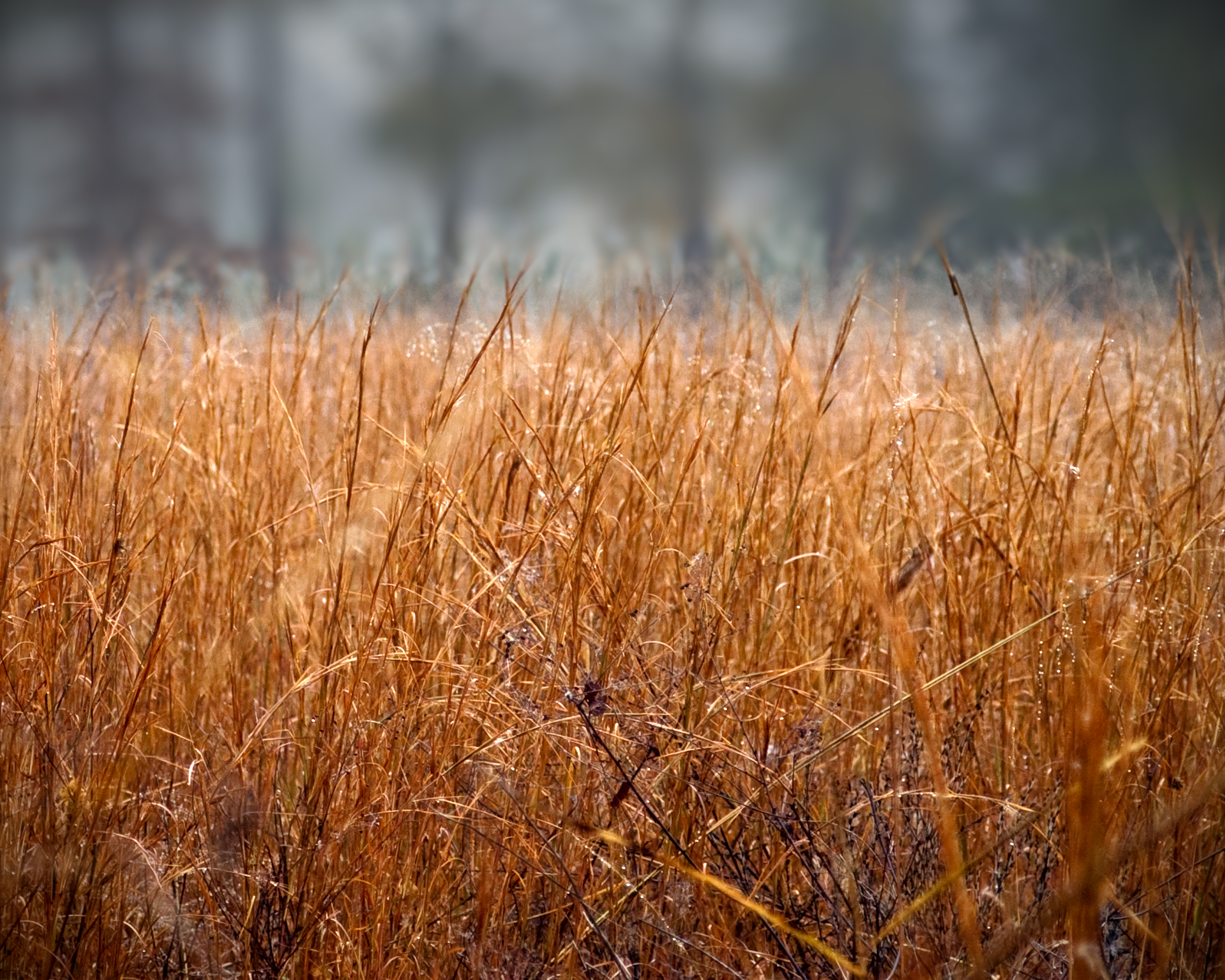 Autumn Grass Field Print