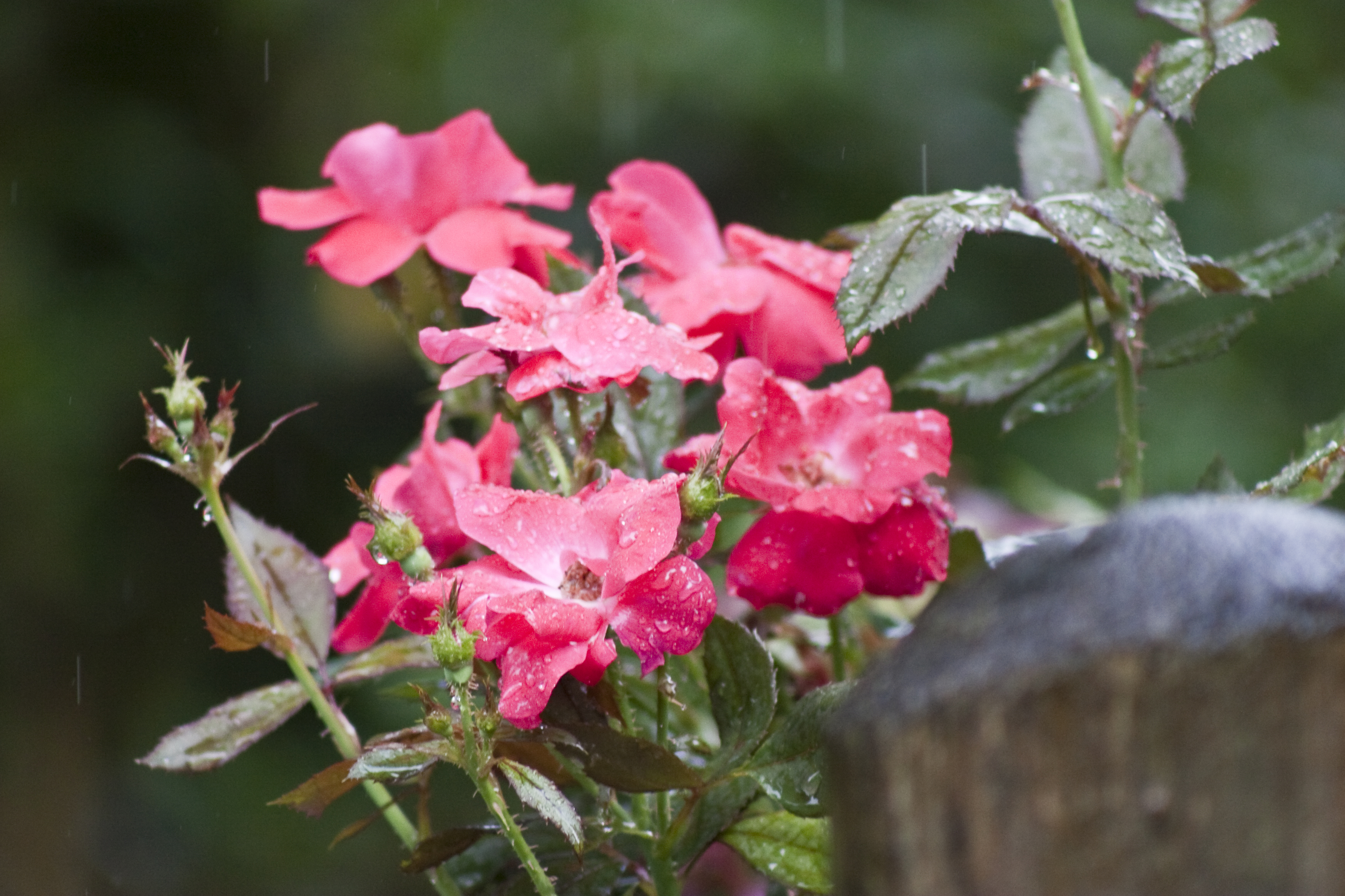 Fresh Pink Rose Bouquet