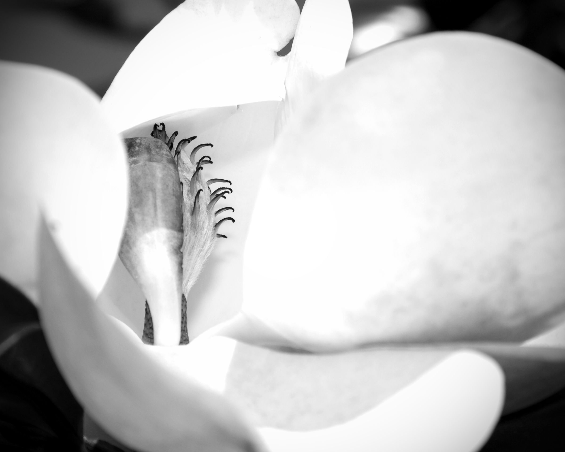 Monochrome Magnolia Art Print