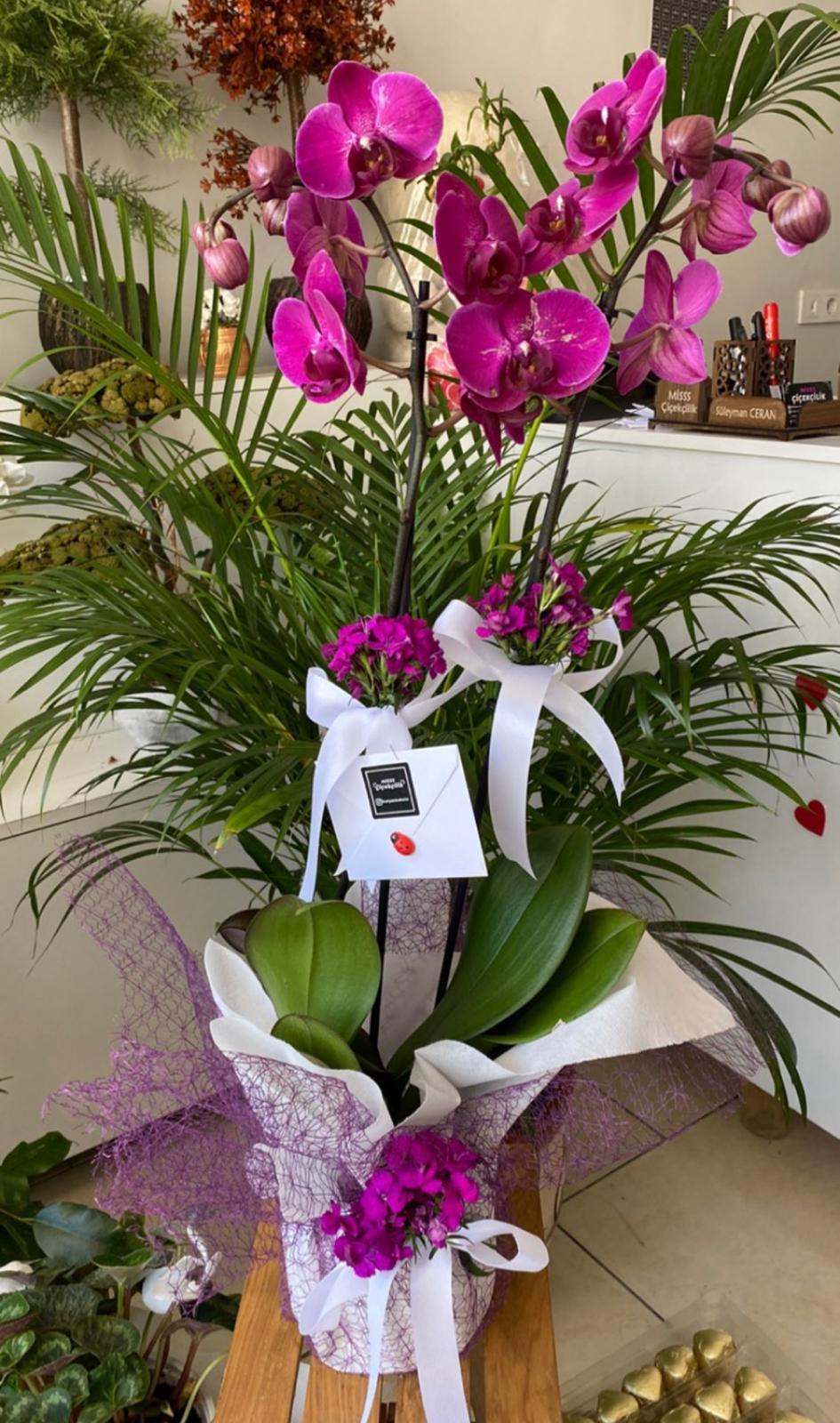 Mor Orkide Tasarımı