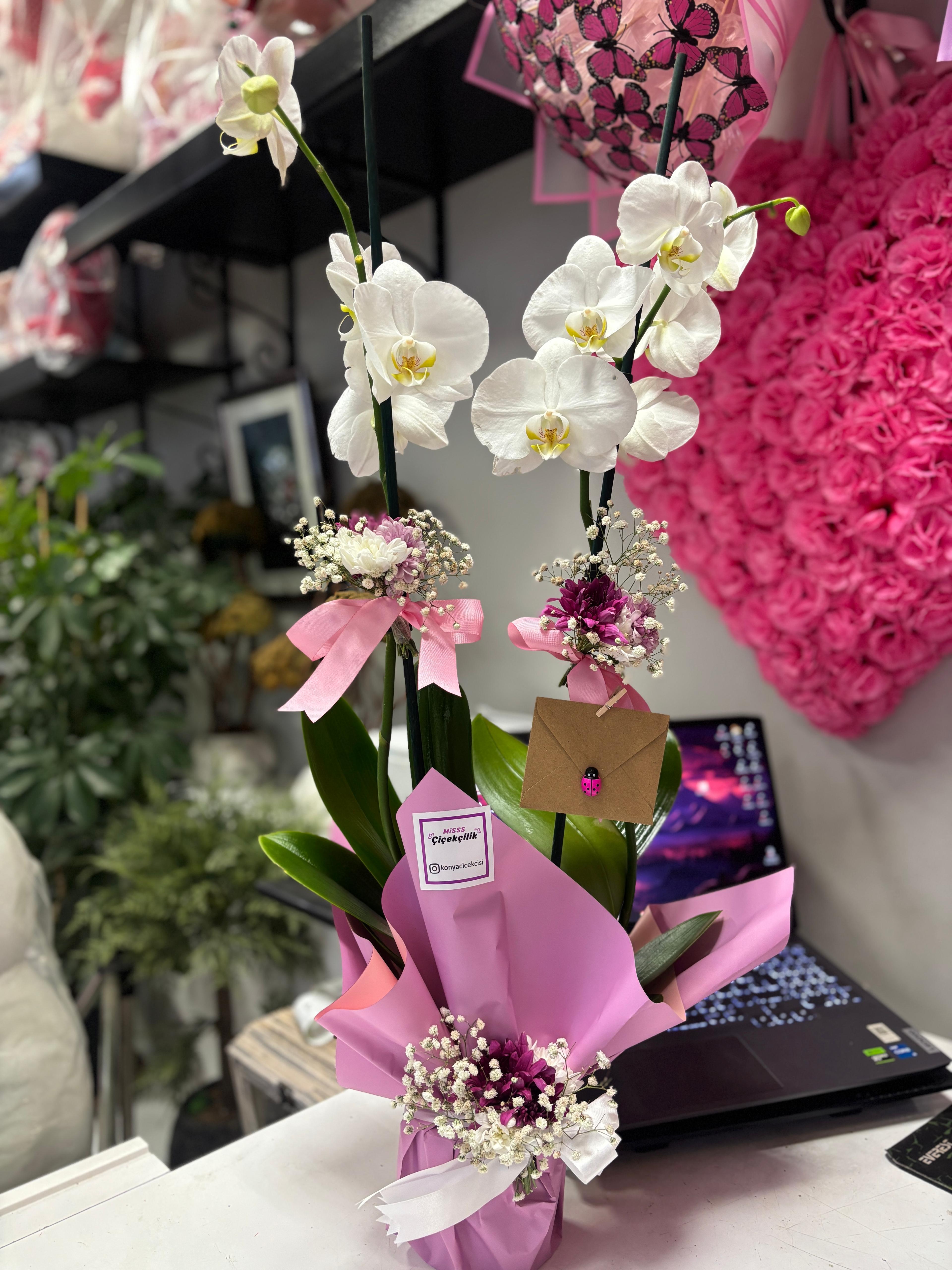 Çift Dal Beyaz Orkide