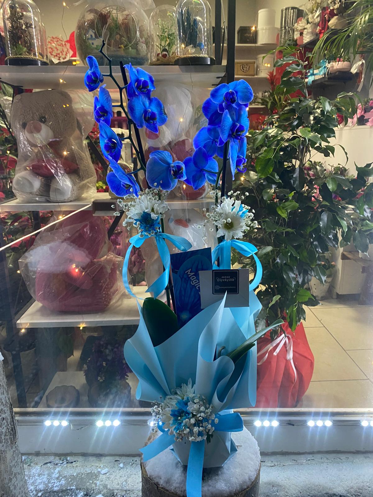 Mavi Orkide Aranjmanı