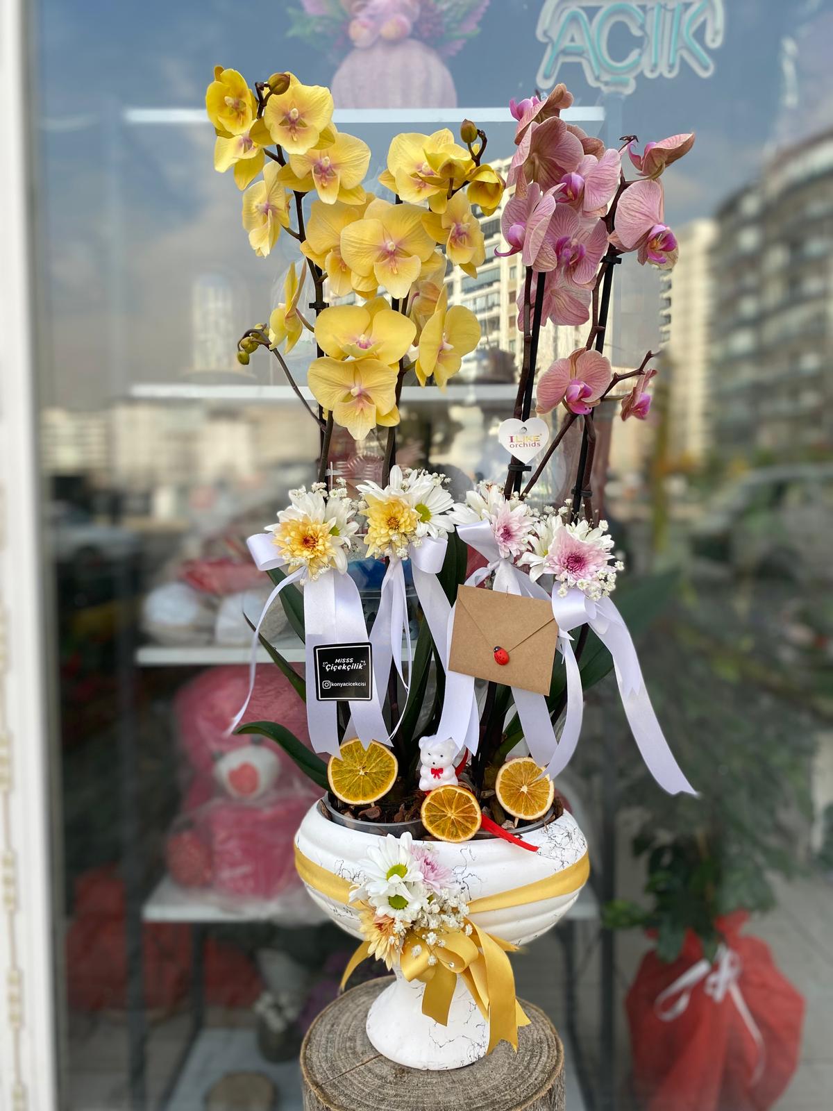 Saksıda Renkli Orkide Aranjmanı