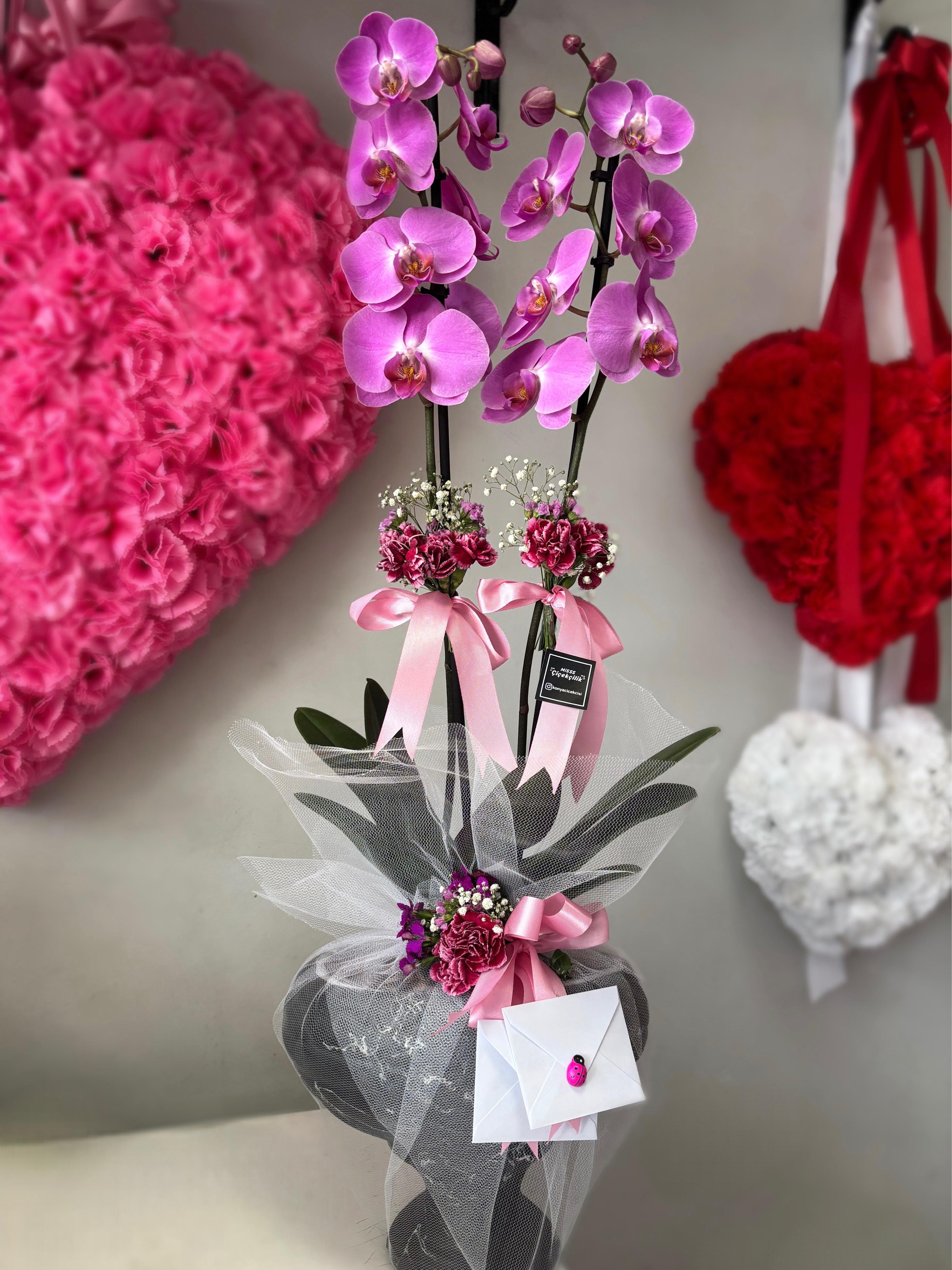 Çift Dal Mor Orkide Beton Saksıda