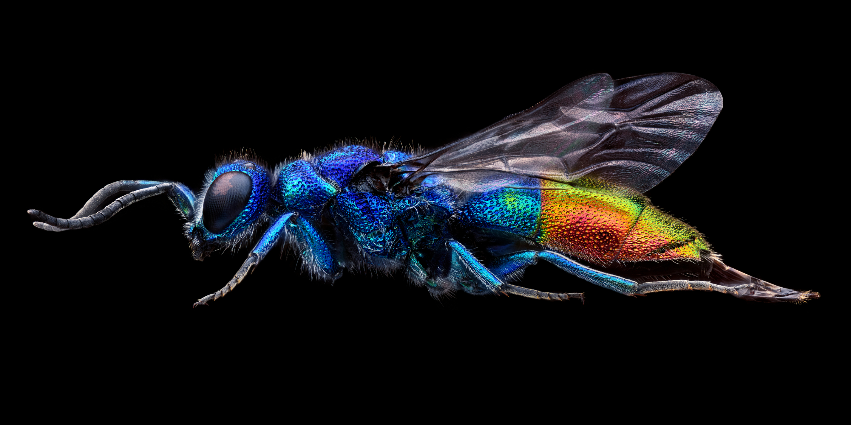 Chrysis fulgida (lateral)