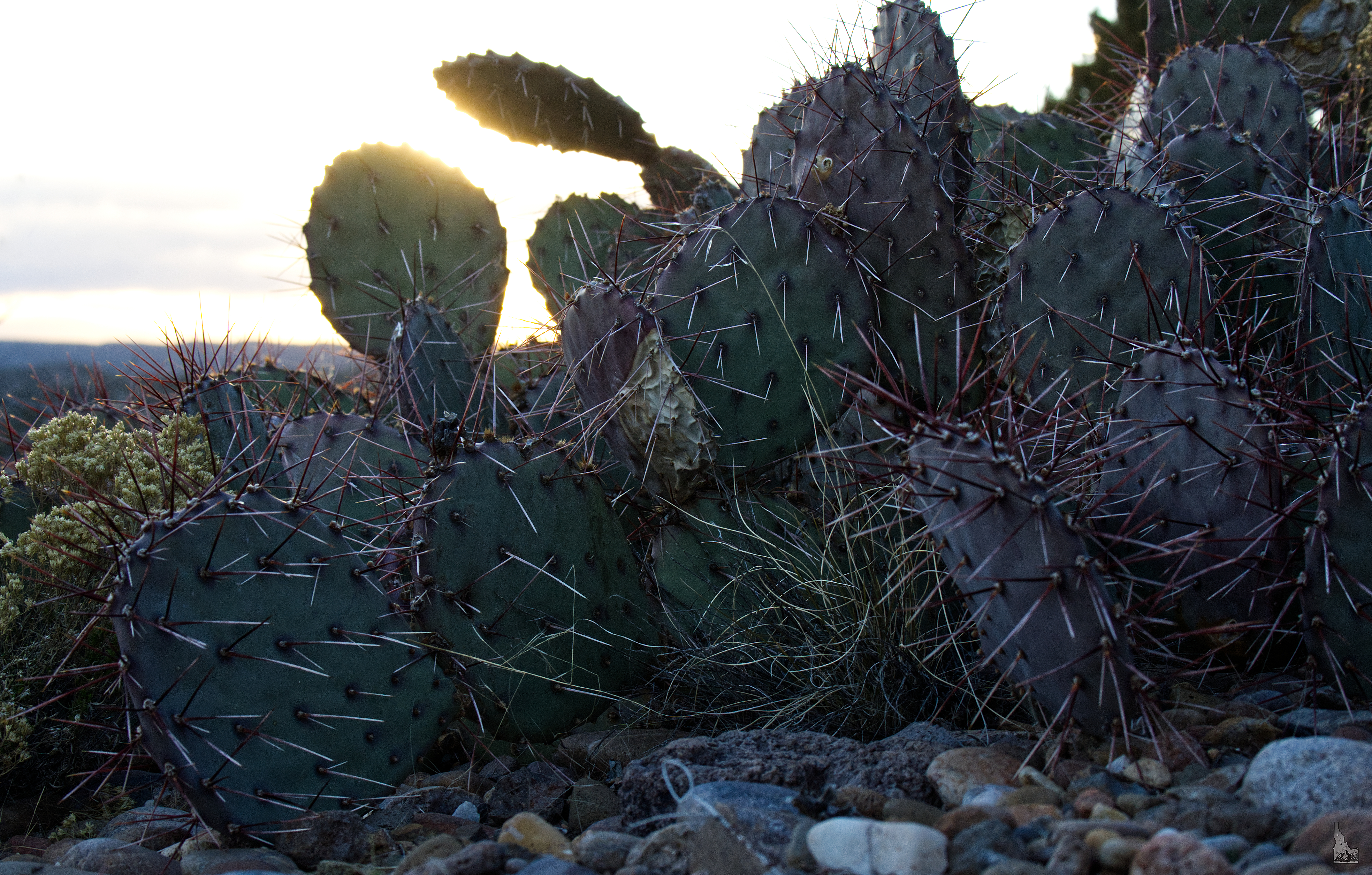 Prickly Sunset