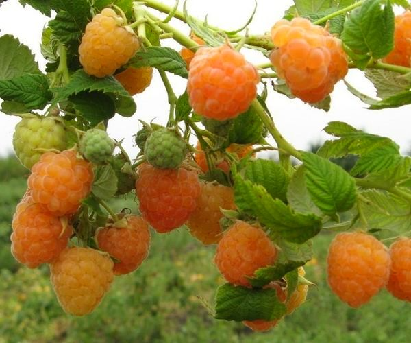 Yellow Raspberry (Anne)