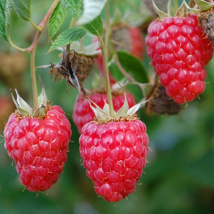 Red Raspberry (Tulameen)