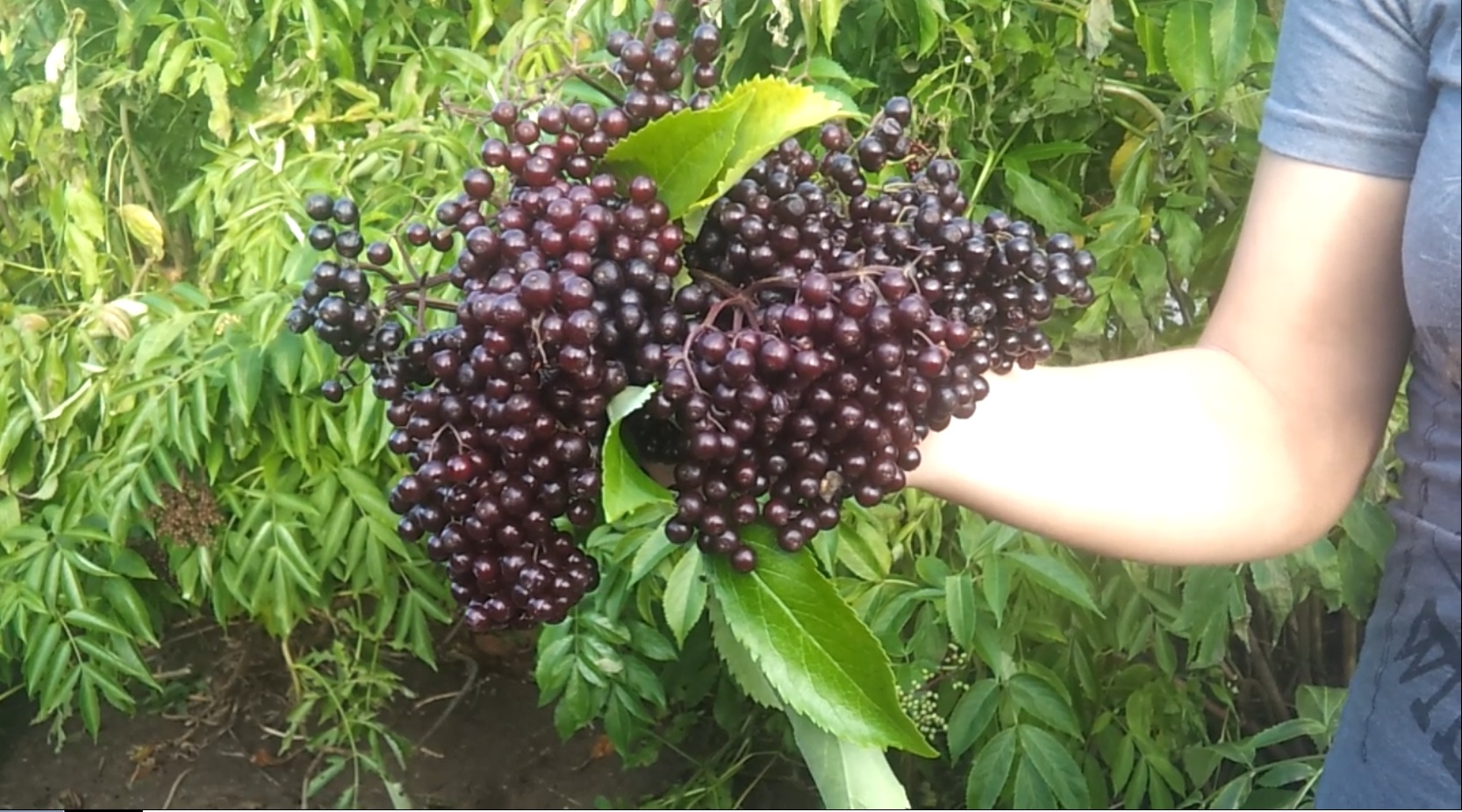 Elderberry (Kent)