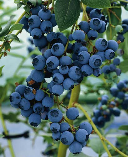 Highbush Blueberry (Blueray)