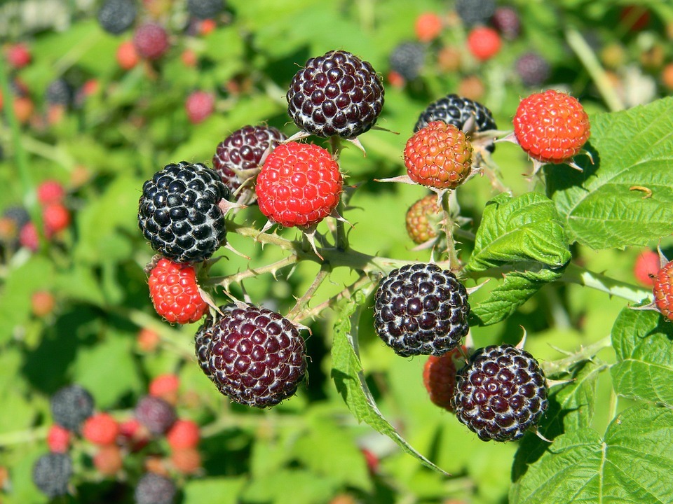 Black Raspberry (Jewel)