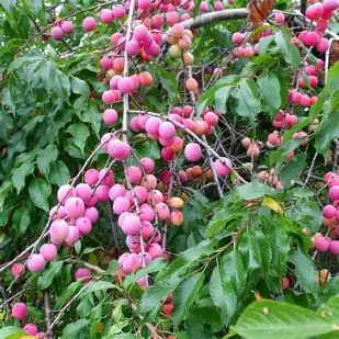American Plum Cuttings