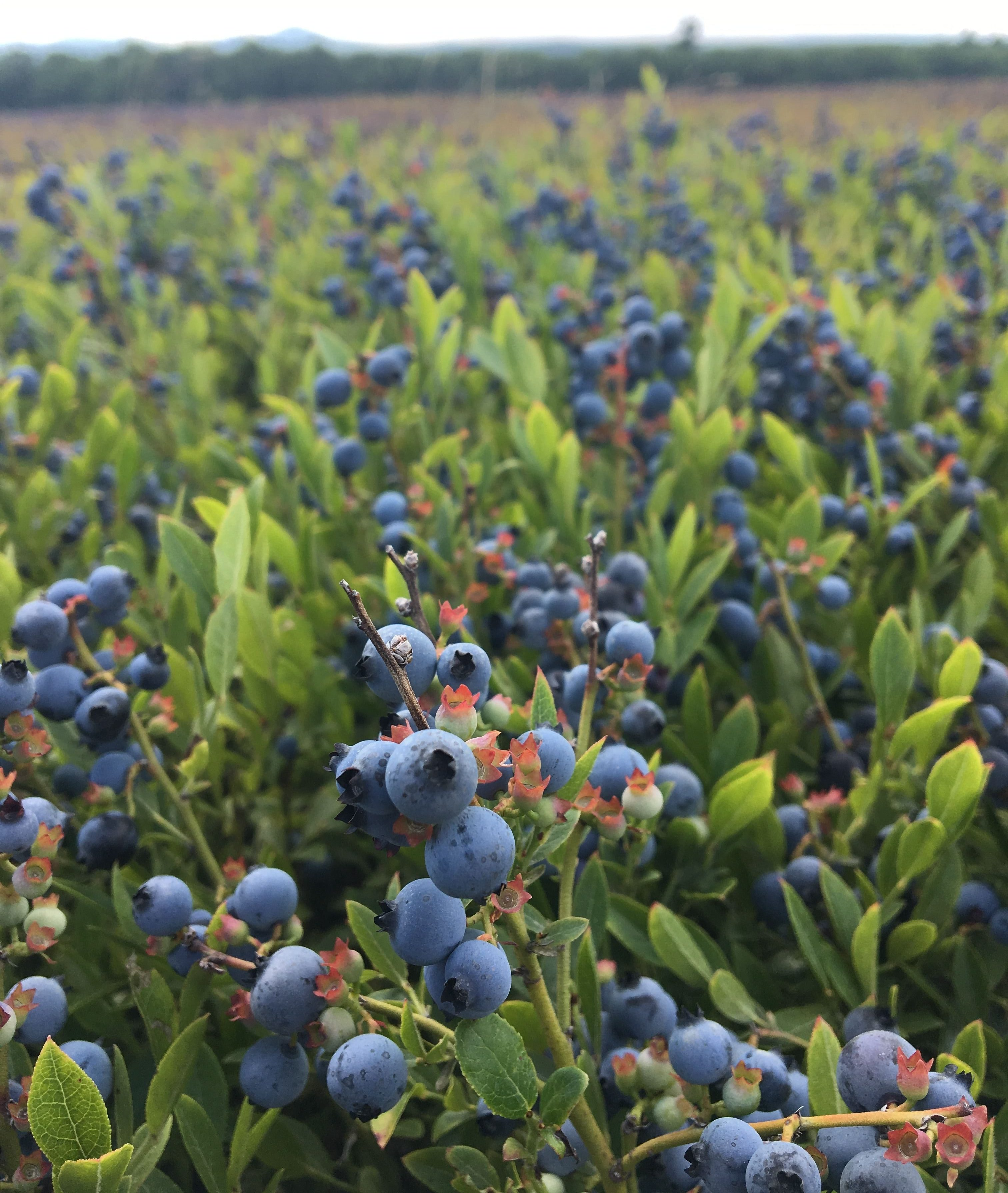 Lowbush Blueberry (Arctic Blue)
