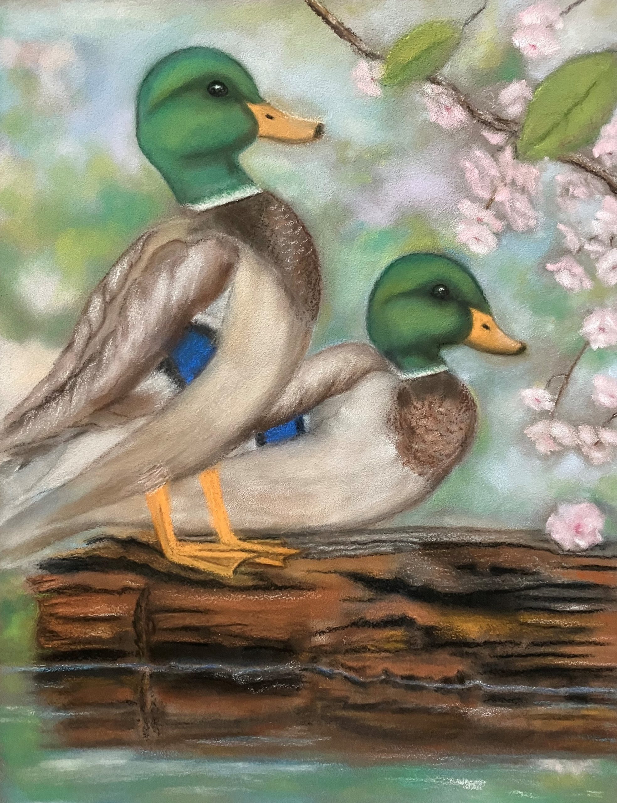 Resting Mallards Pastel Artwork