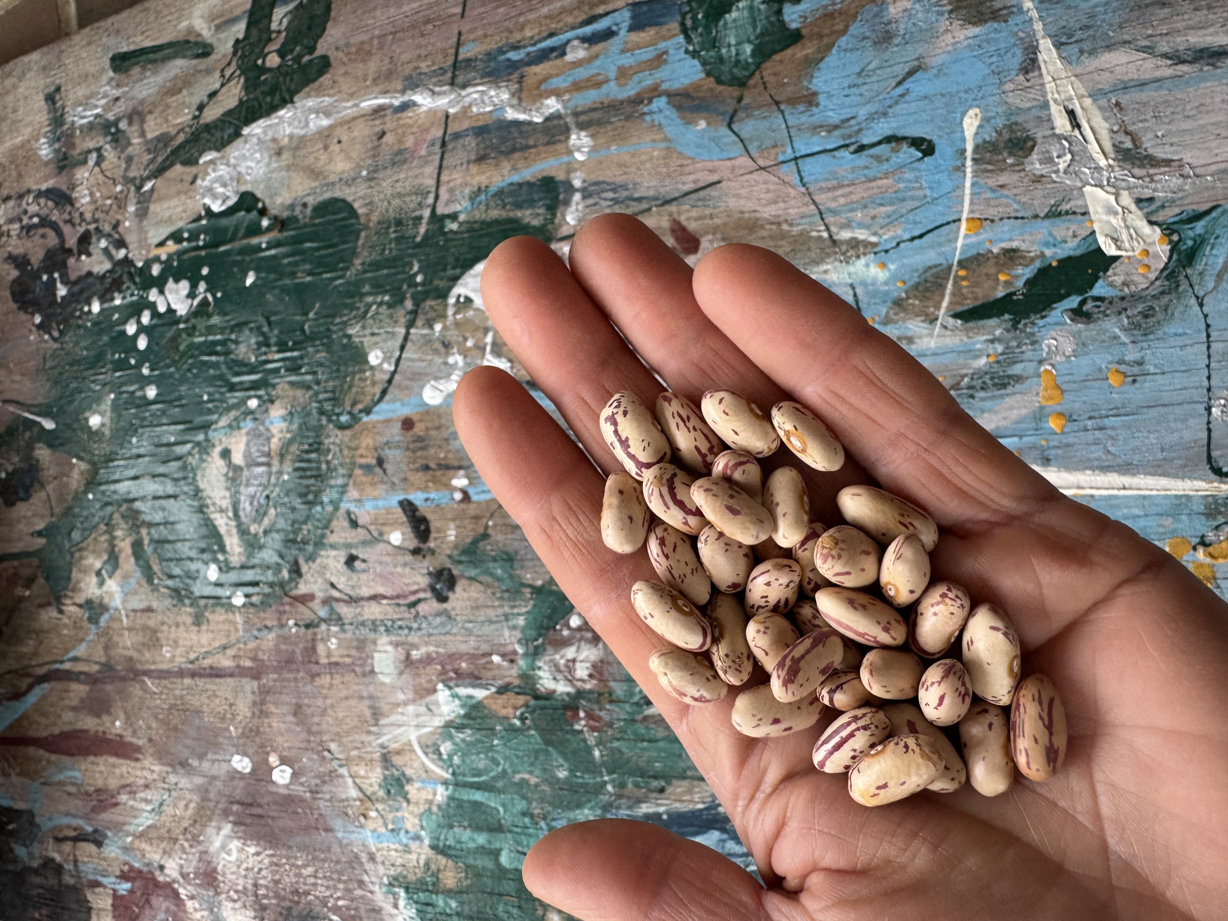 Borlotto del Valdarno