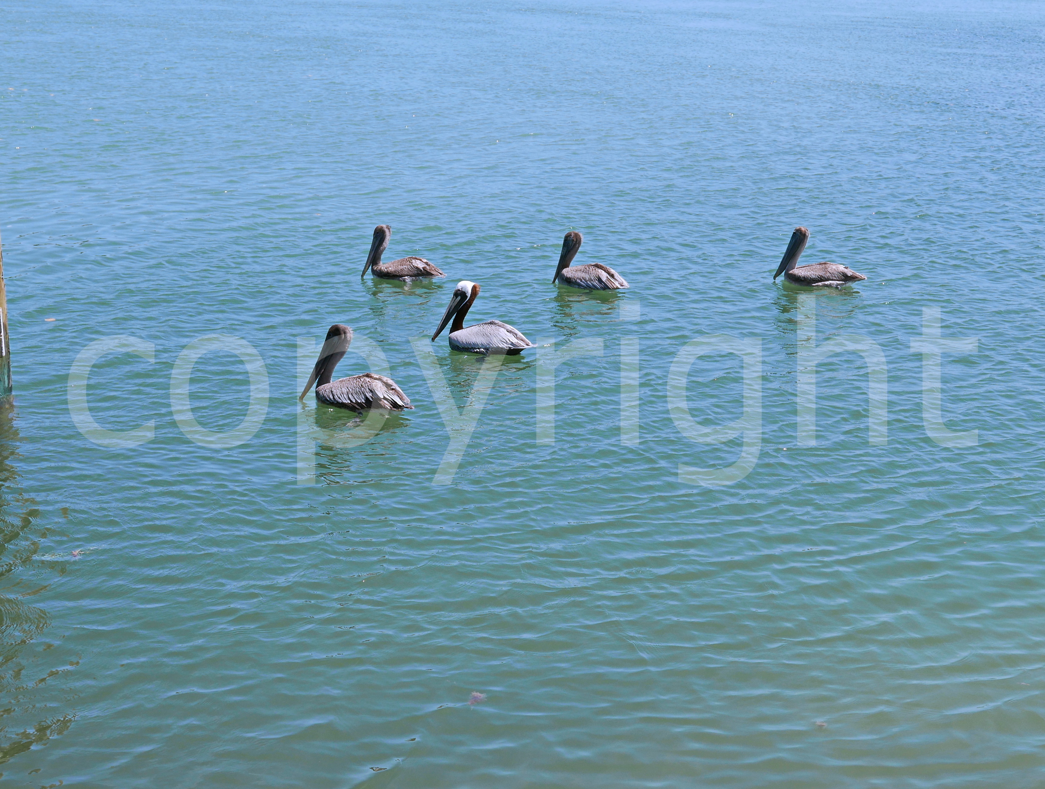 Pelicans on Tranquil Water
