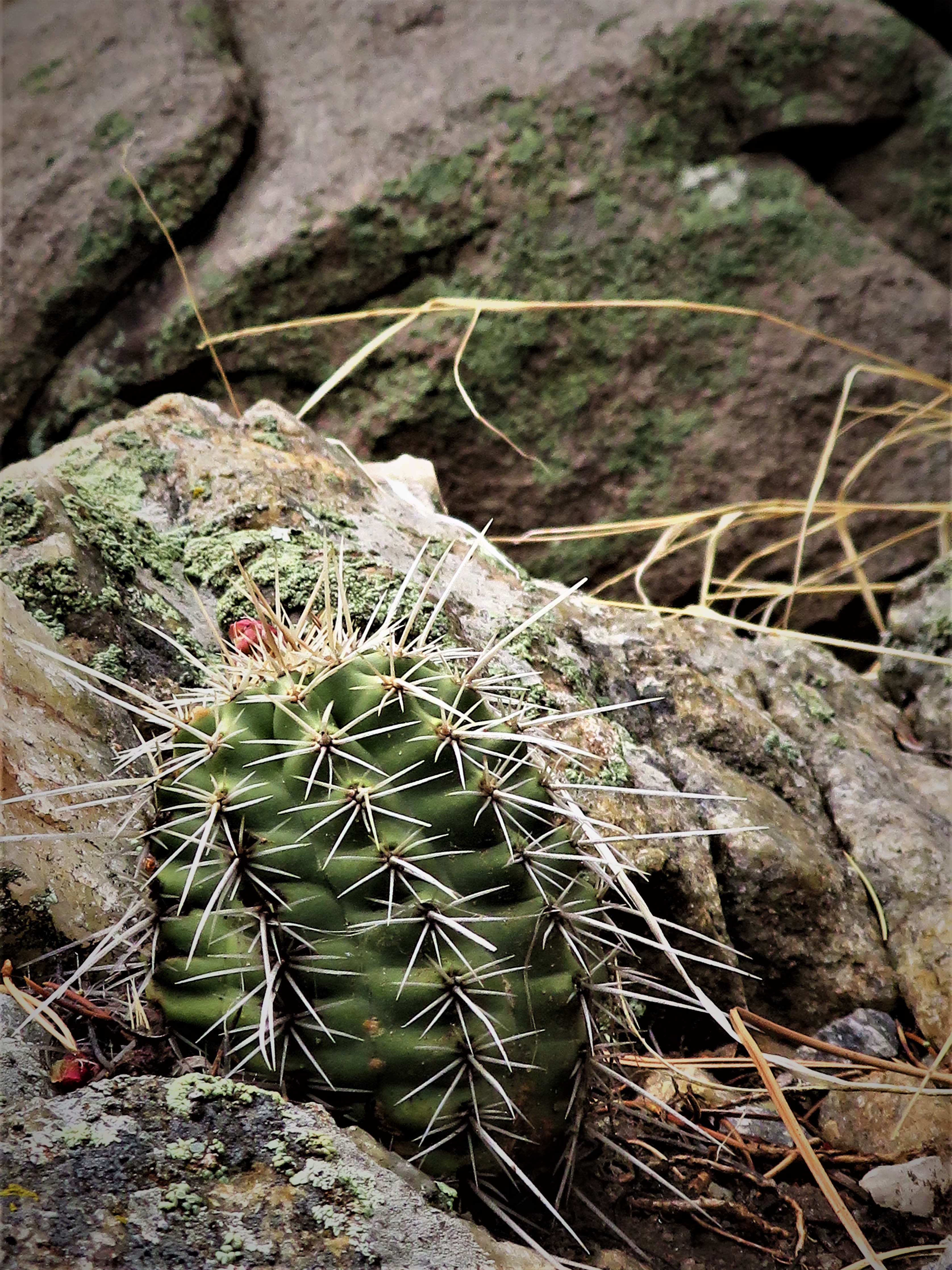 Desert Barrel Cactus