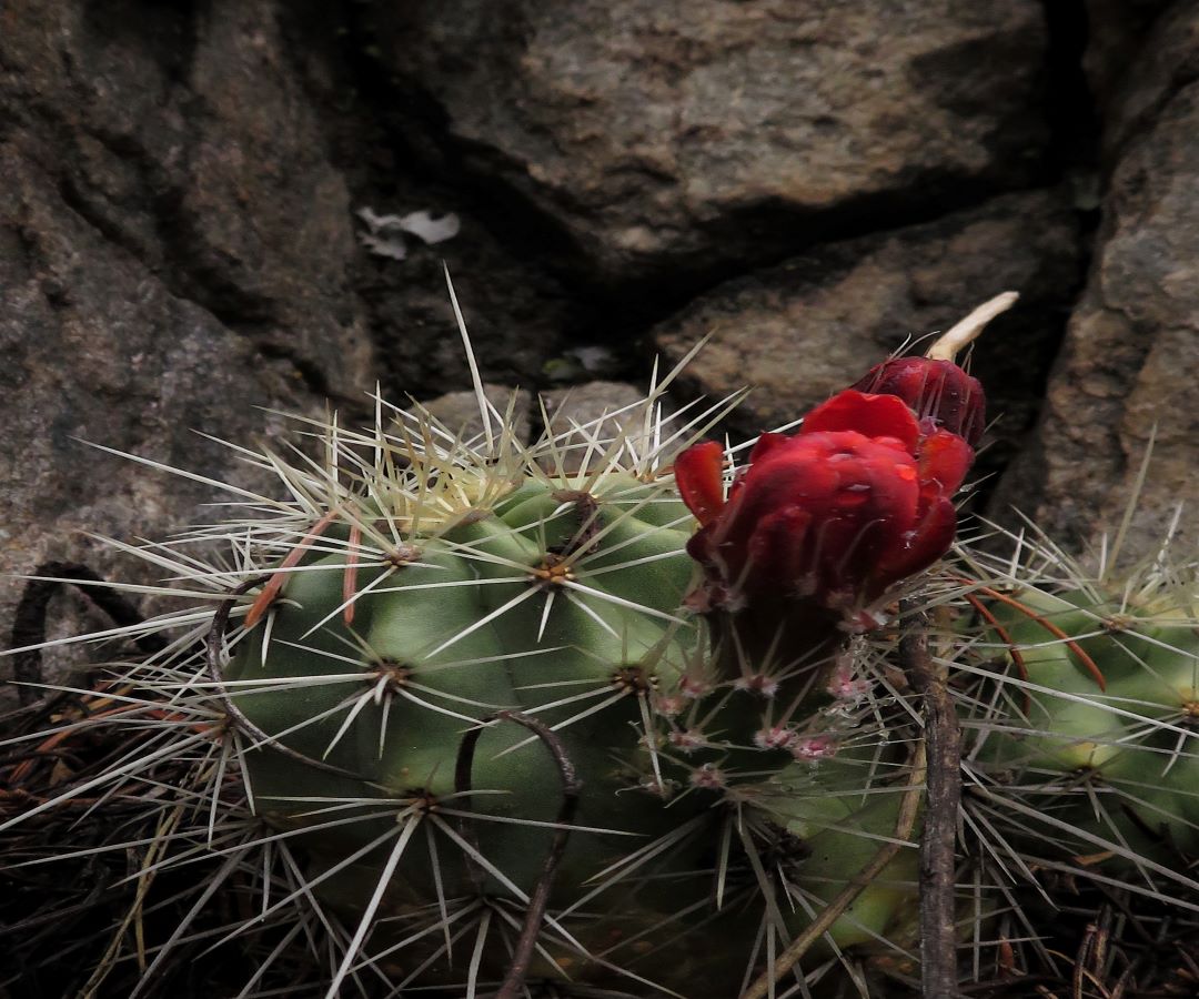 Desert Cactus Flower
