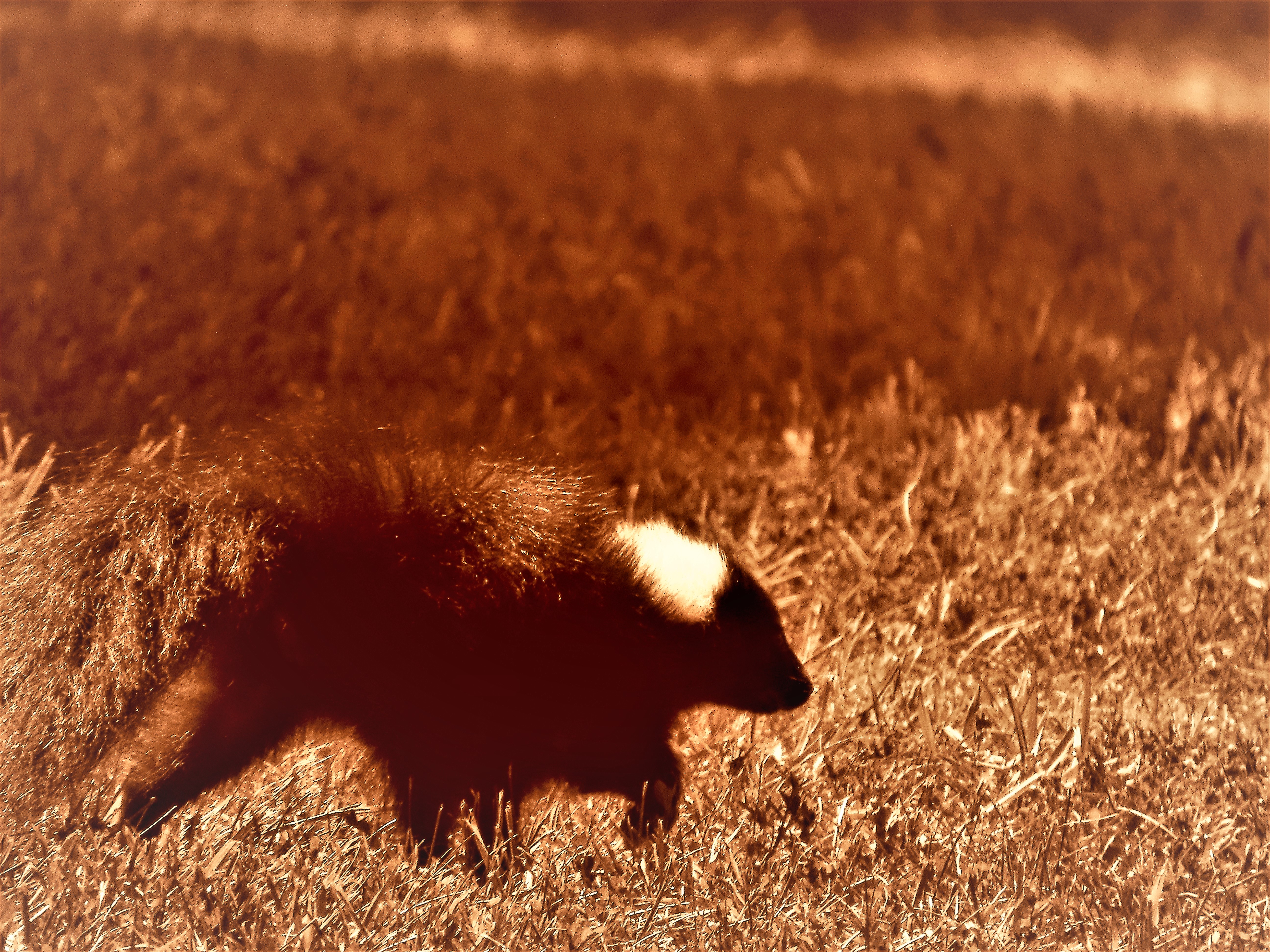Sepia Skunk in Field