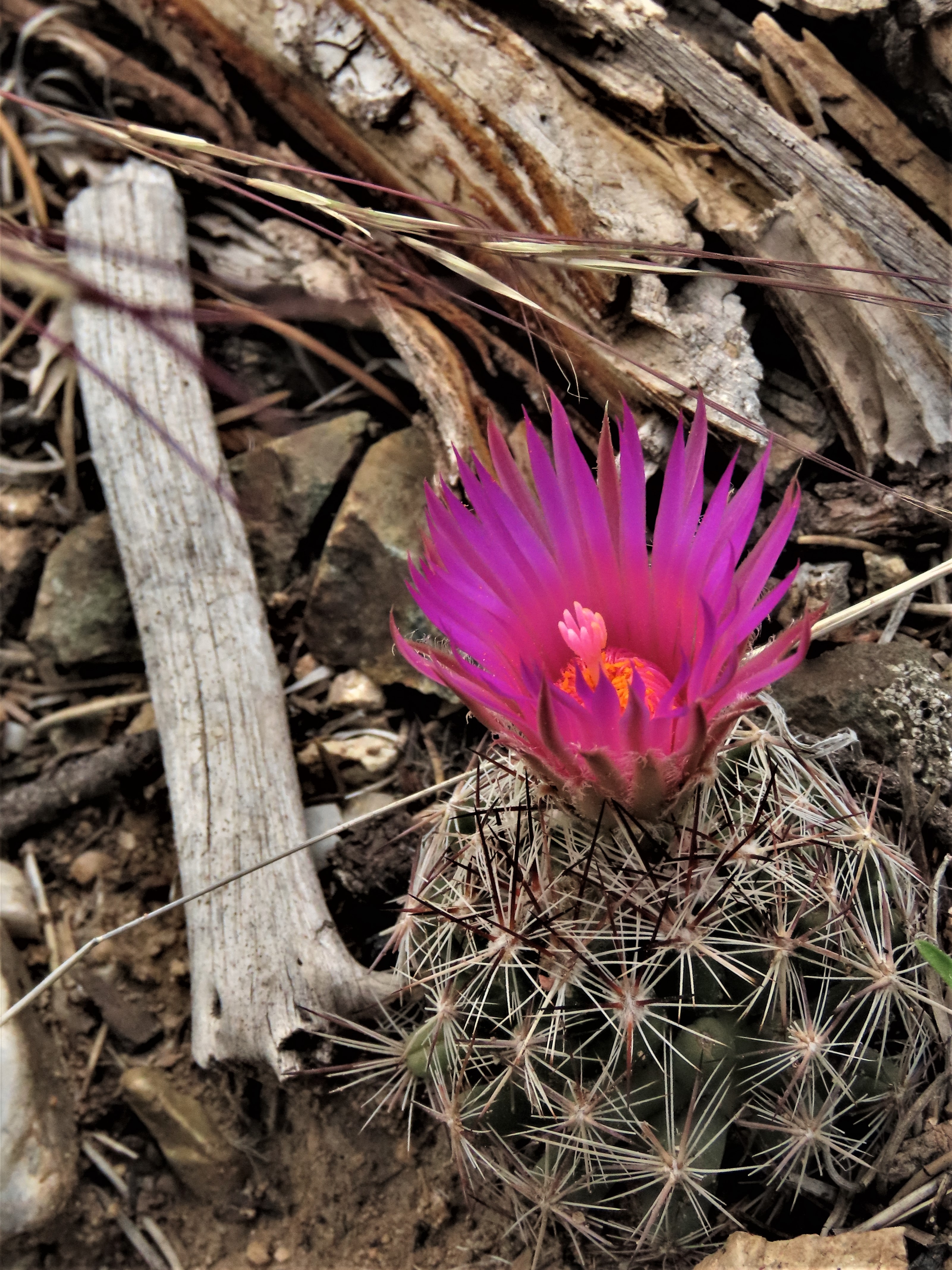 Flowering Cactus Plant