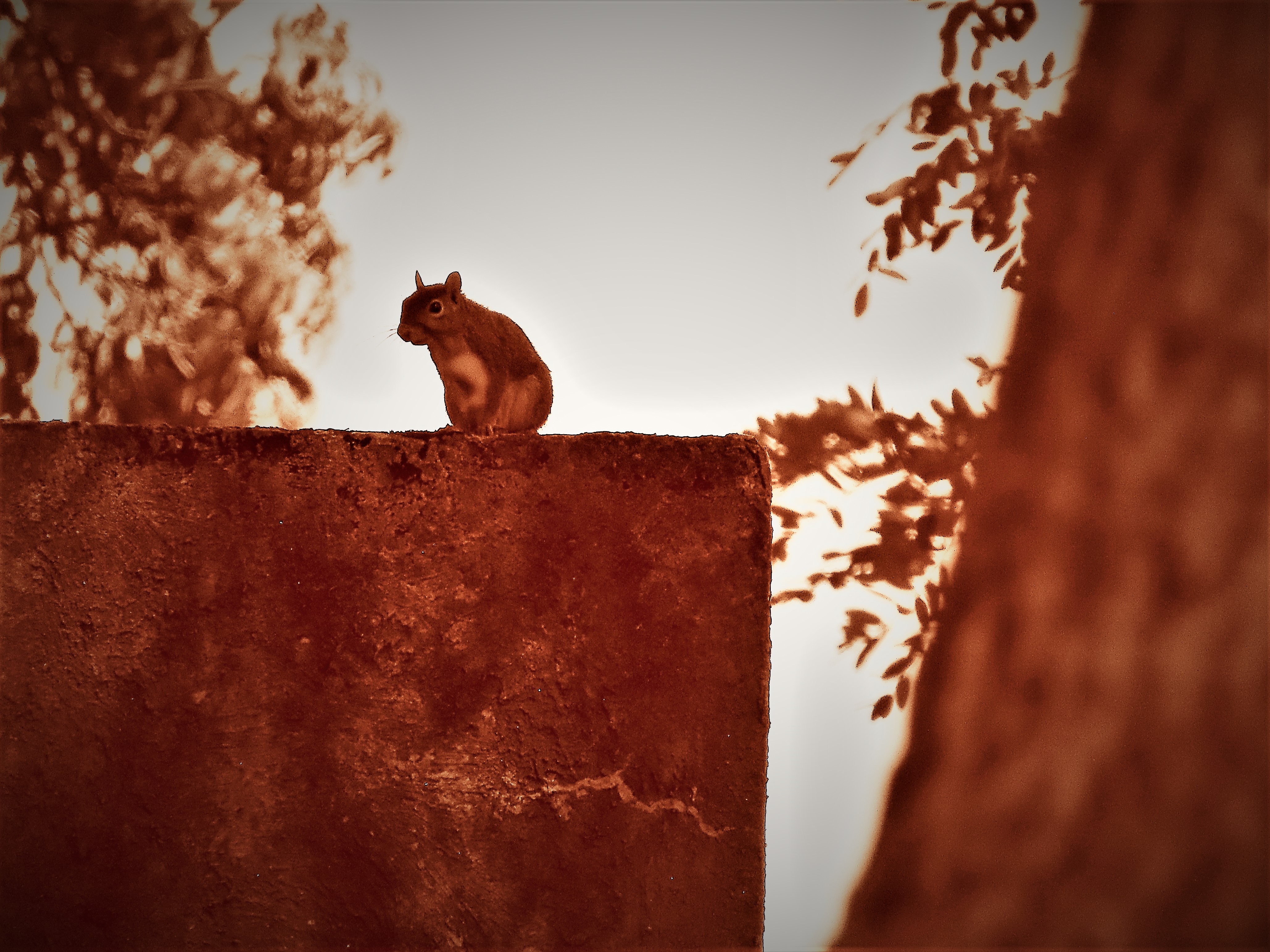 Sepia Squirrel Wall Art Print, Magnet