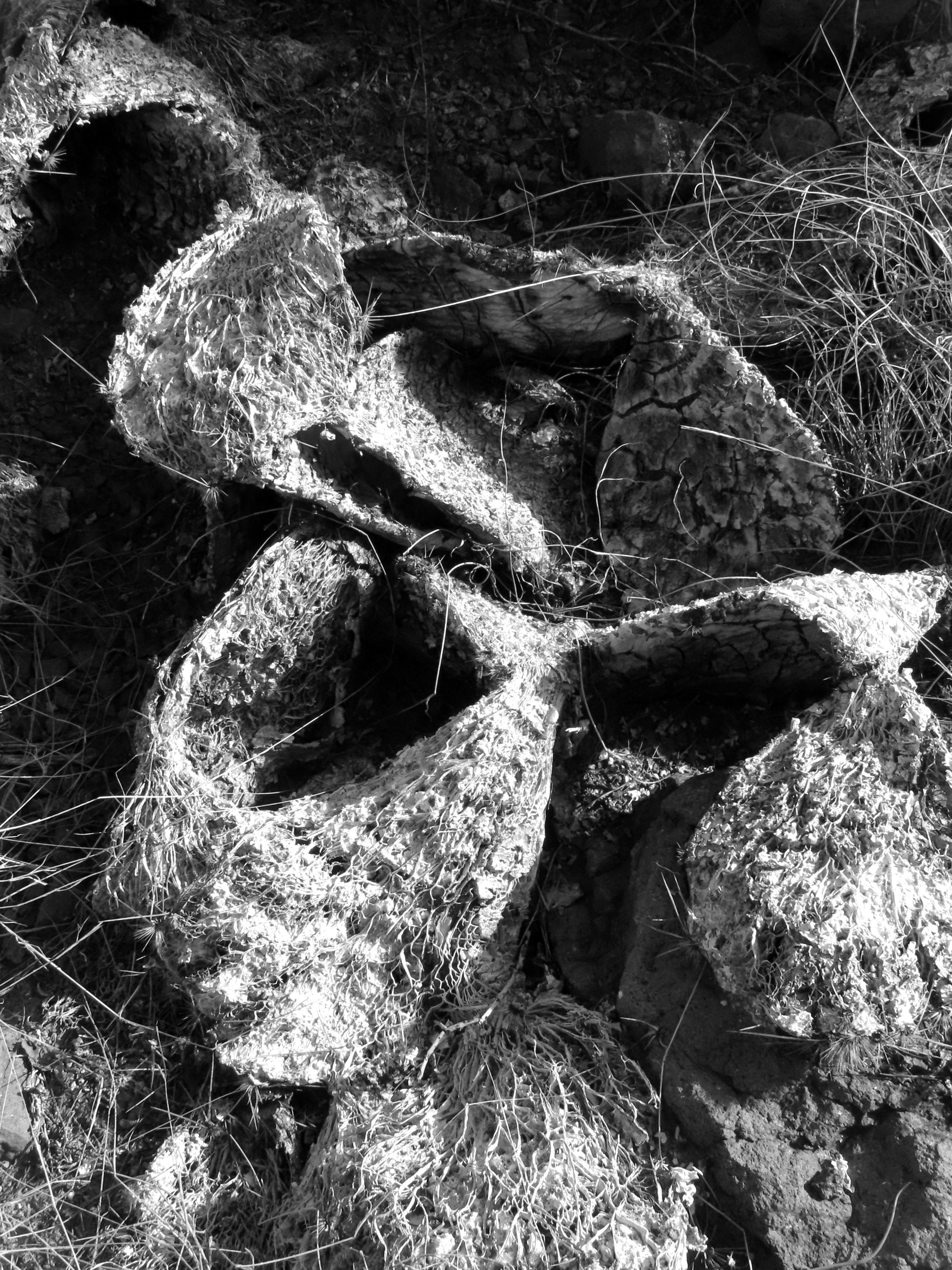 Black and White Dried Cacti