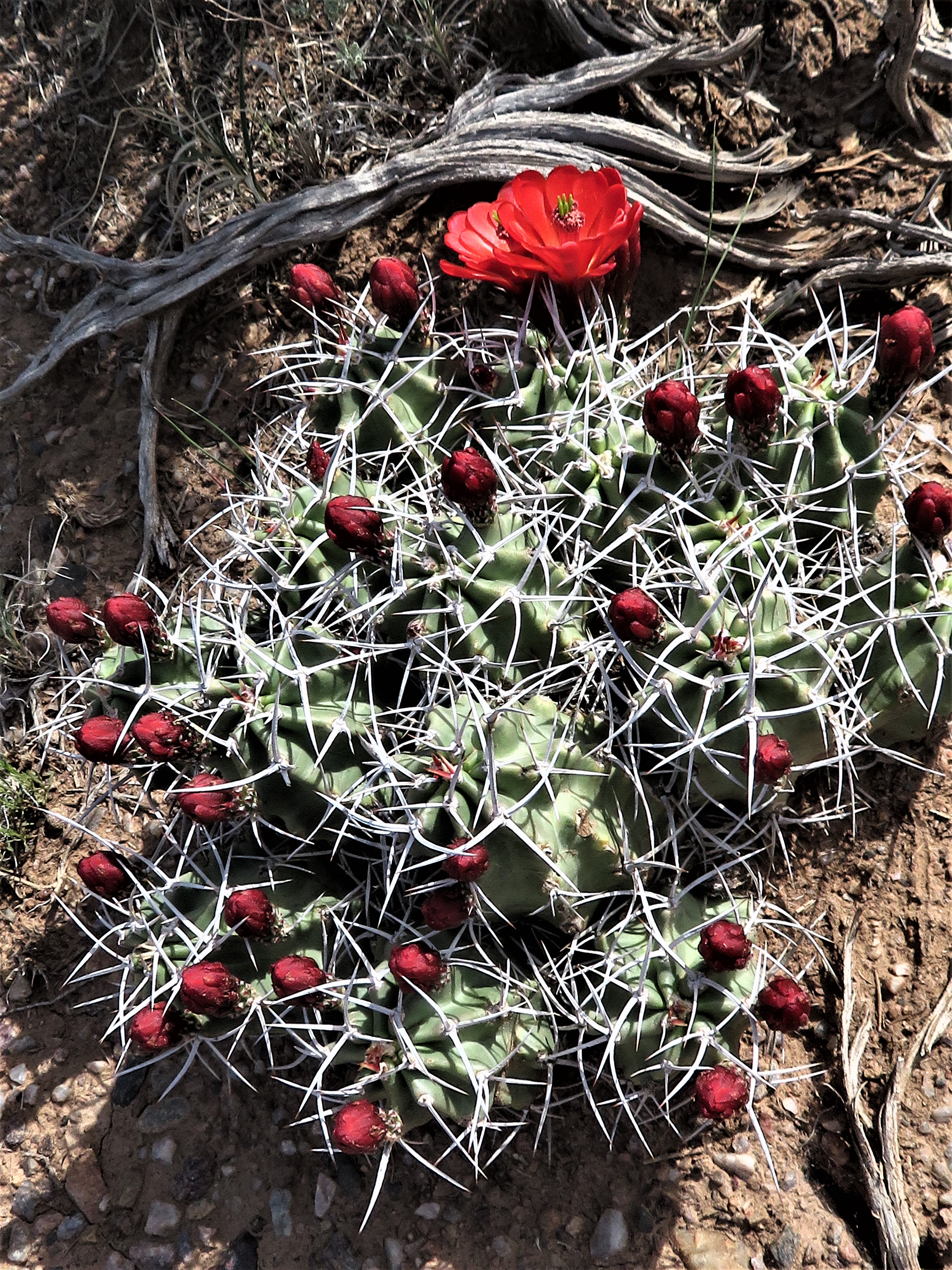 Desert Cactus Flower Digital Image