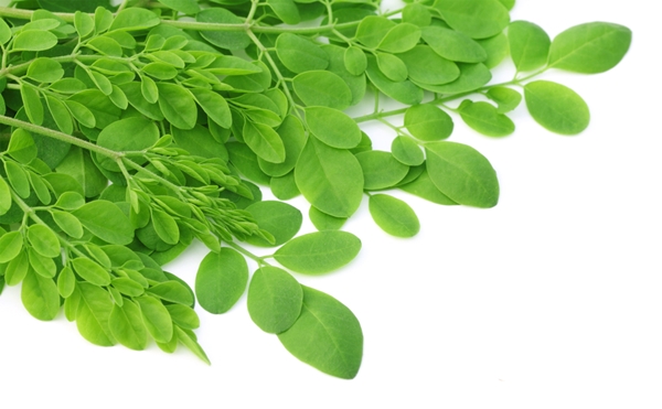 Moringa Oleifera Leaf Extract