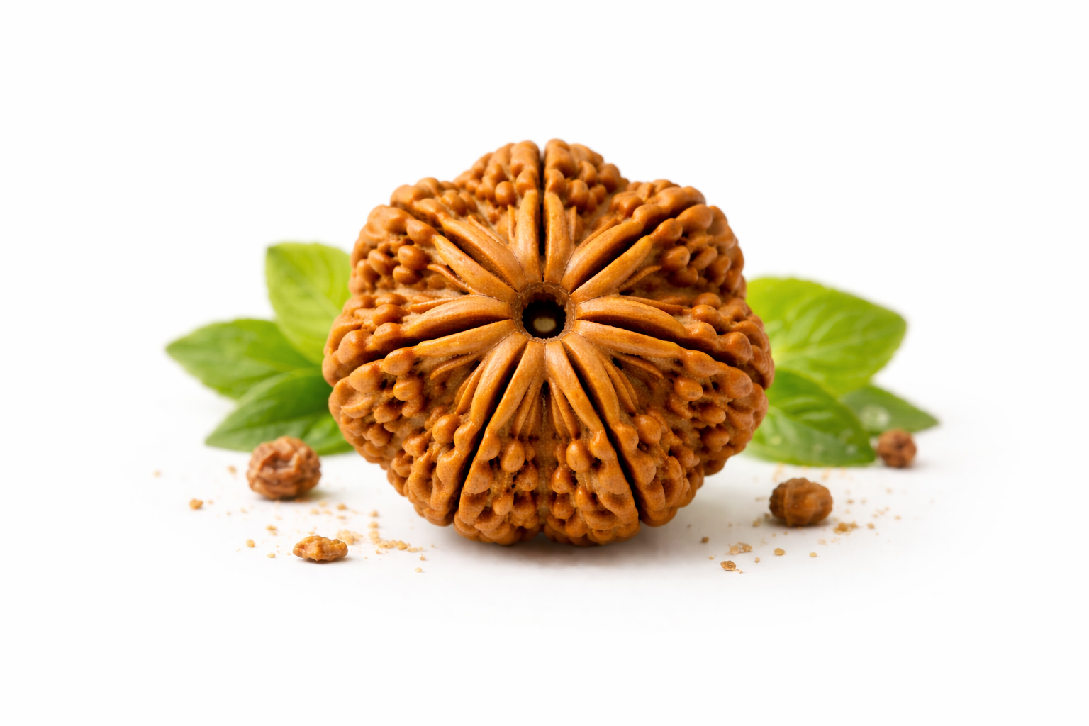 Premium 7 Mukhi Rudraksha Bead