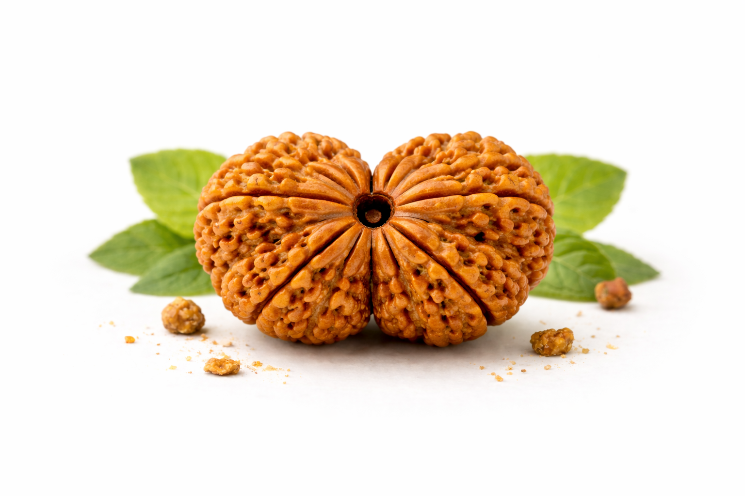 Natural Gauri Shankar Rudraksha Bead