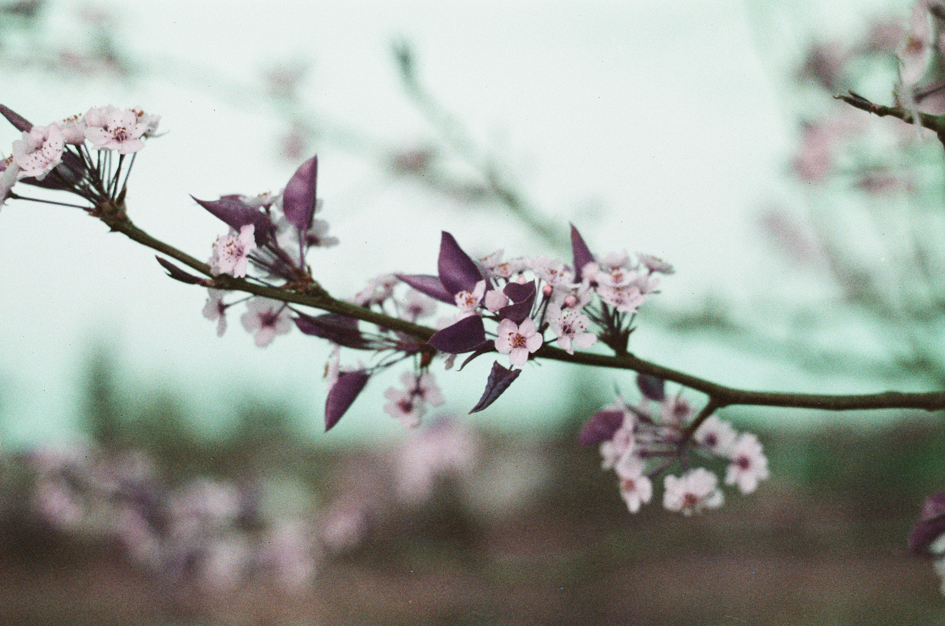 Film Development Services