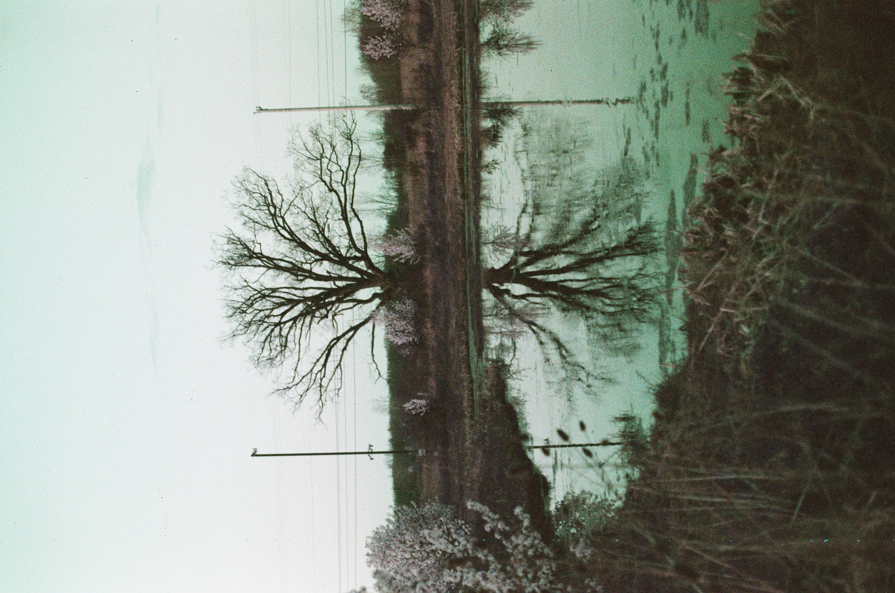 Film Development Services