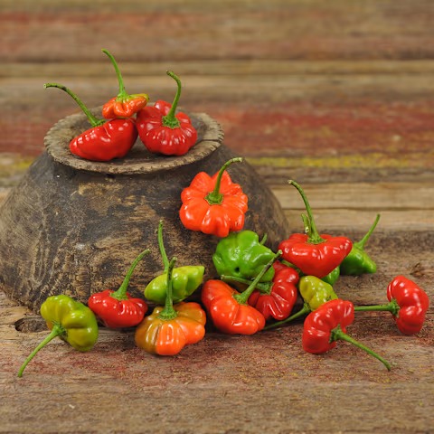 Brazilian Starfish Hot Pepper