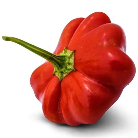 Brazilian Starfish Hot Pepper