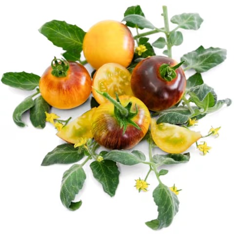 Wooly Kate Yellow Tomato